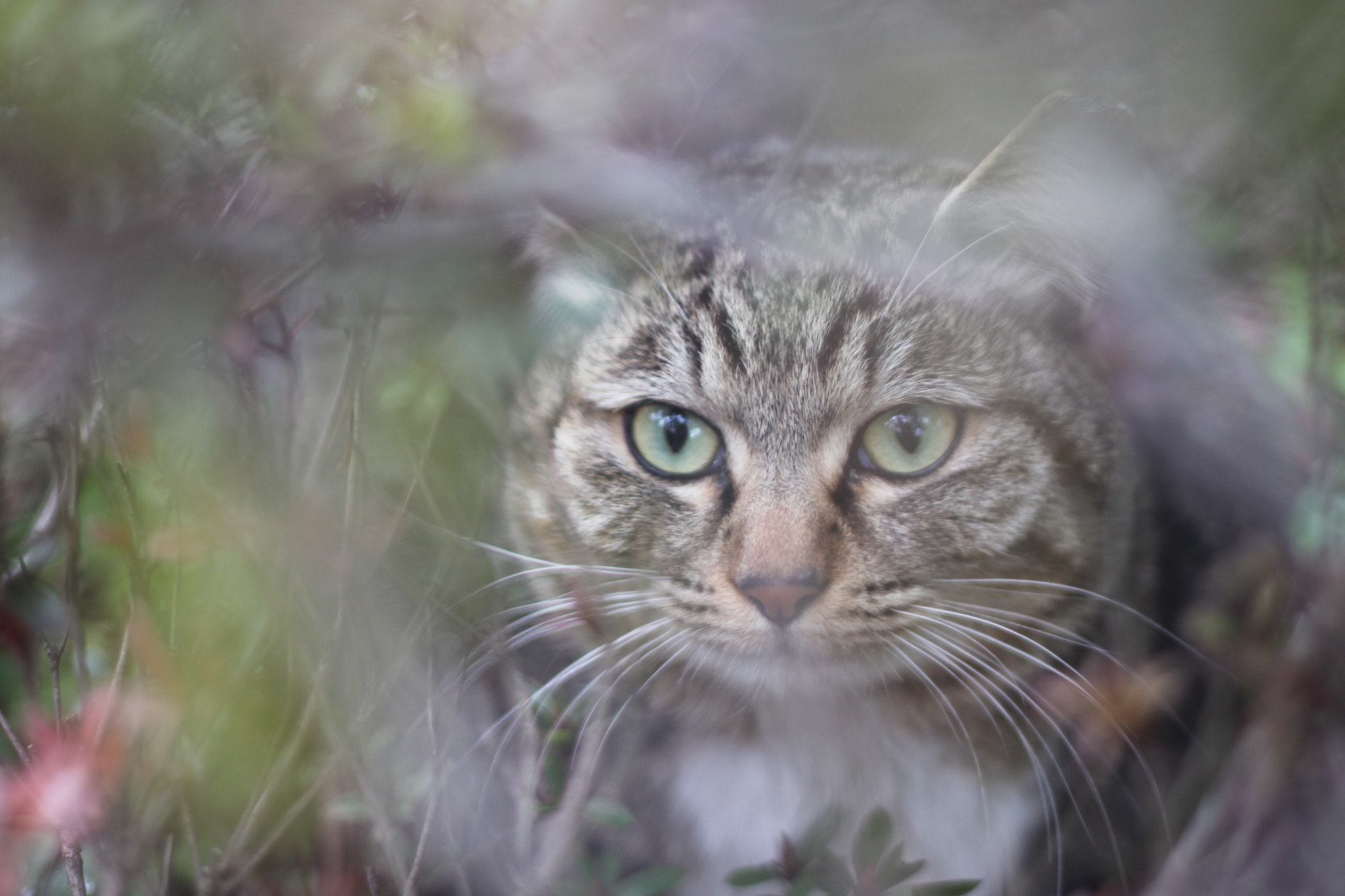 Canon EOS 500D (EOS Rebel T1i / EOS Kiss X3) + Canon EF 50mm F1.8 II sample photo. A hiding cat photography