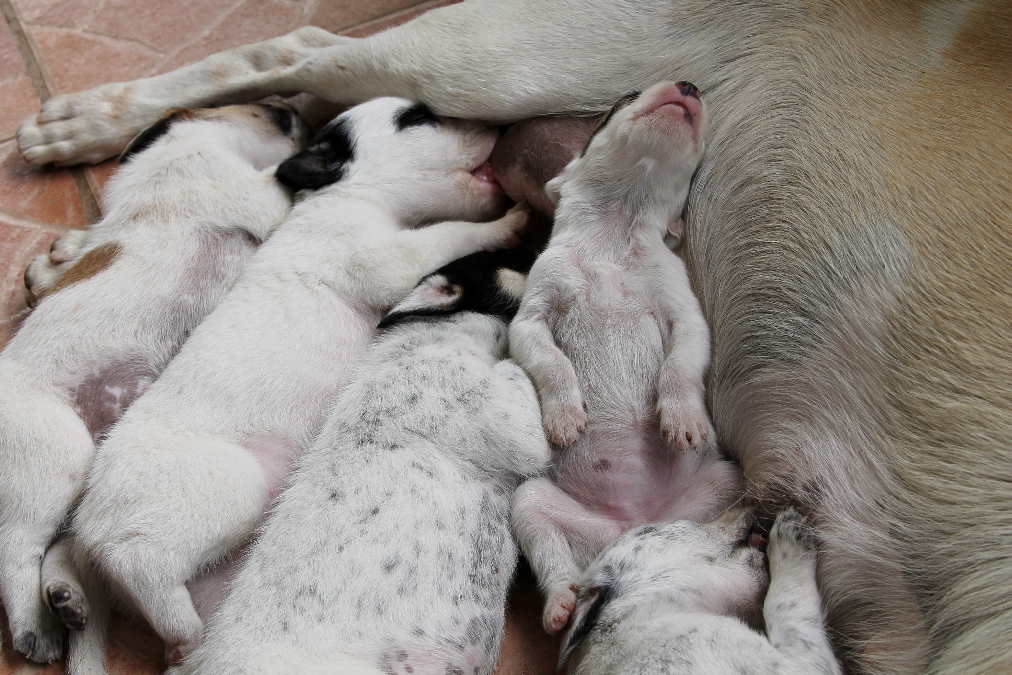 Canon EF 28-135mm F3.5-5.6 IS USM sample photo. Feeding time photography