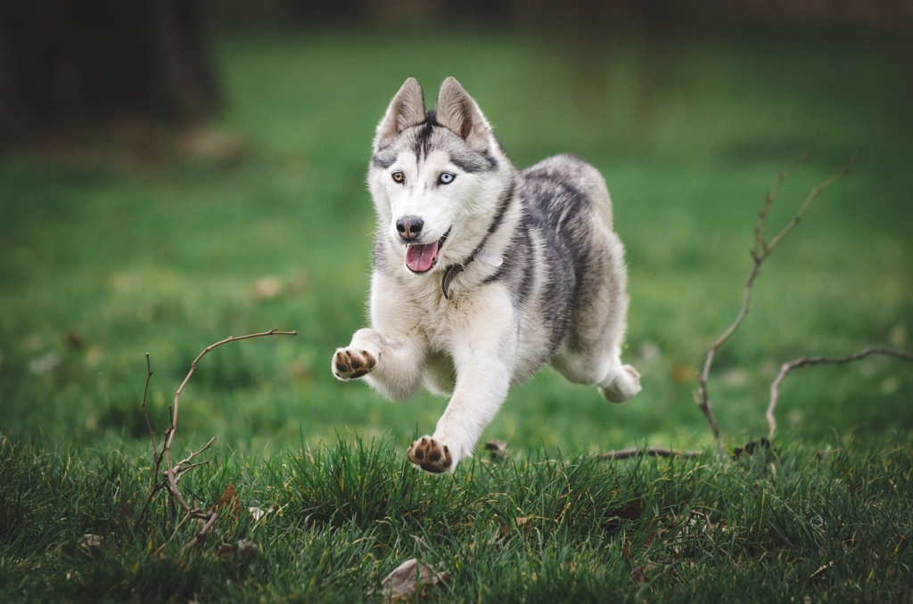 Flying dog, автор — Filip Micovic на 500px.com