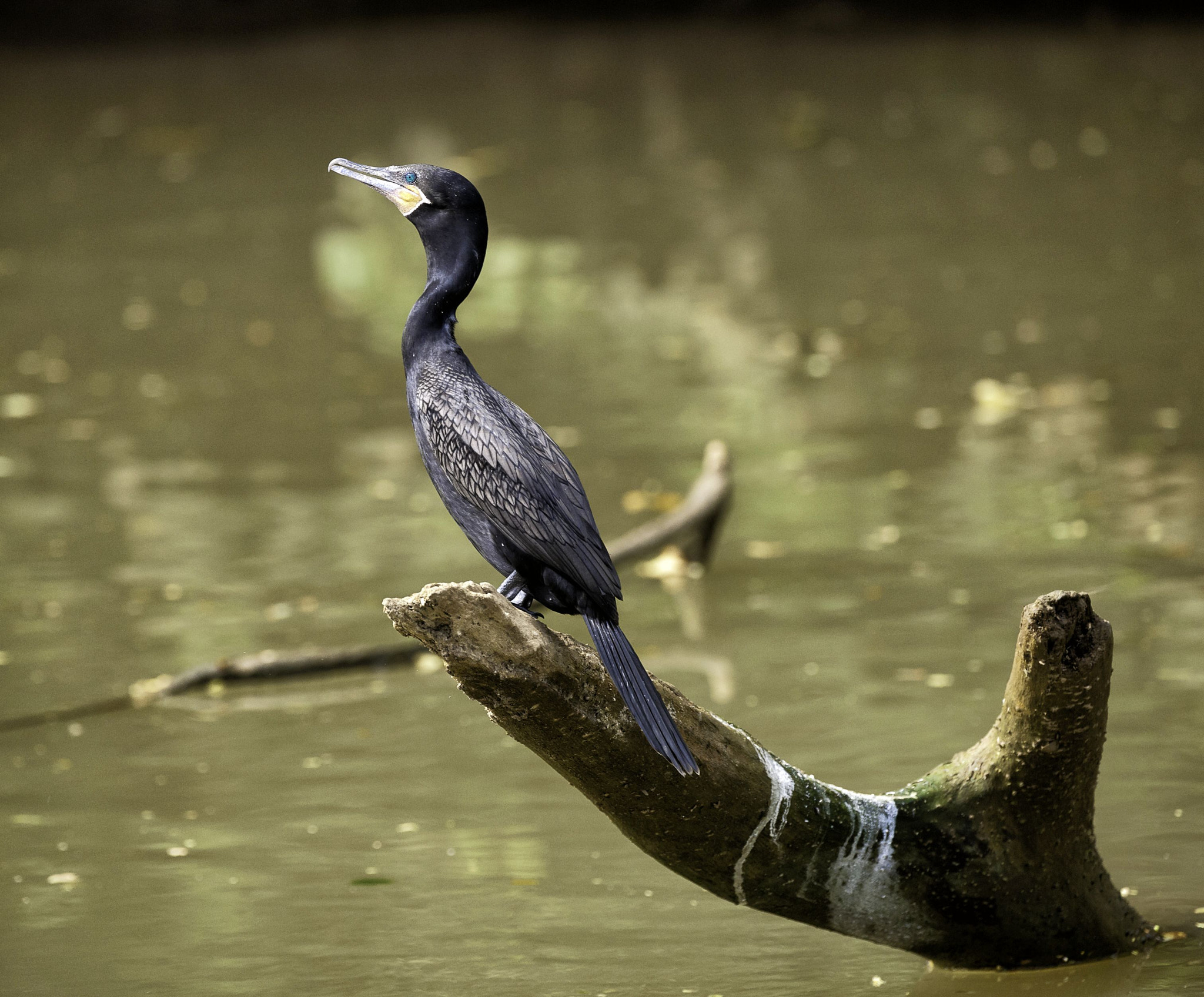 Nikon D3X sample photo. King of the river photography