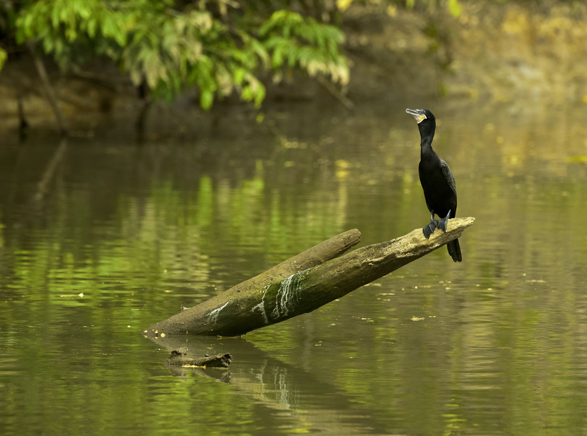 Nikon D3X sample photo. King of the river photography