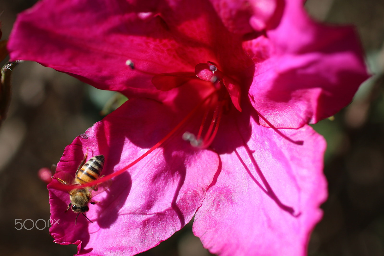 Canon EF 50mm F2.5 Macro sample photo. Buzz 2185 photography