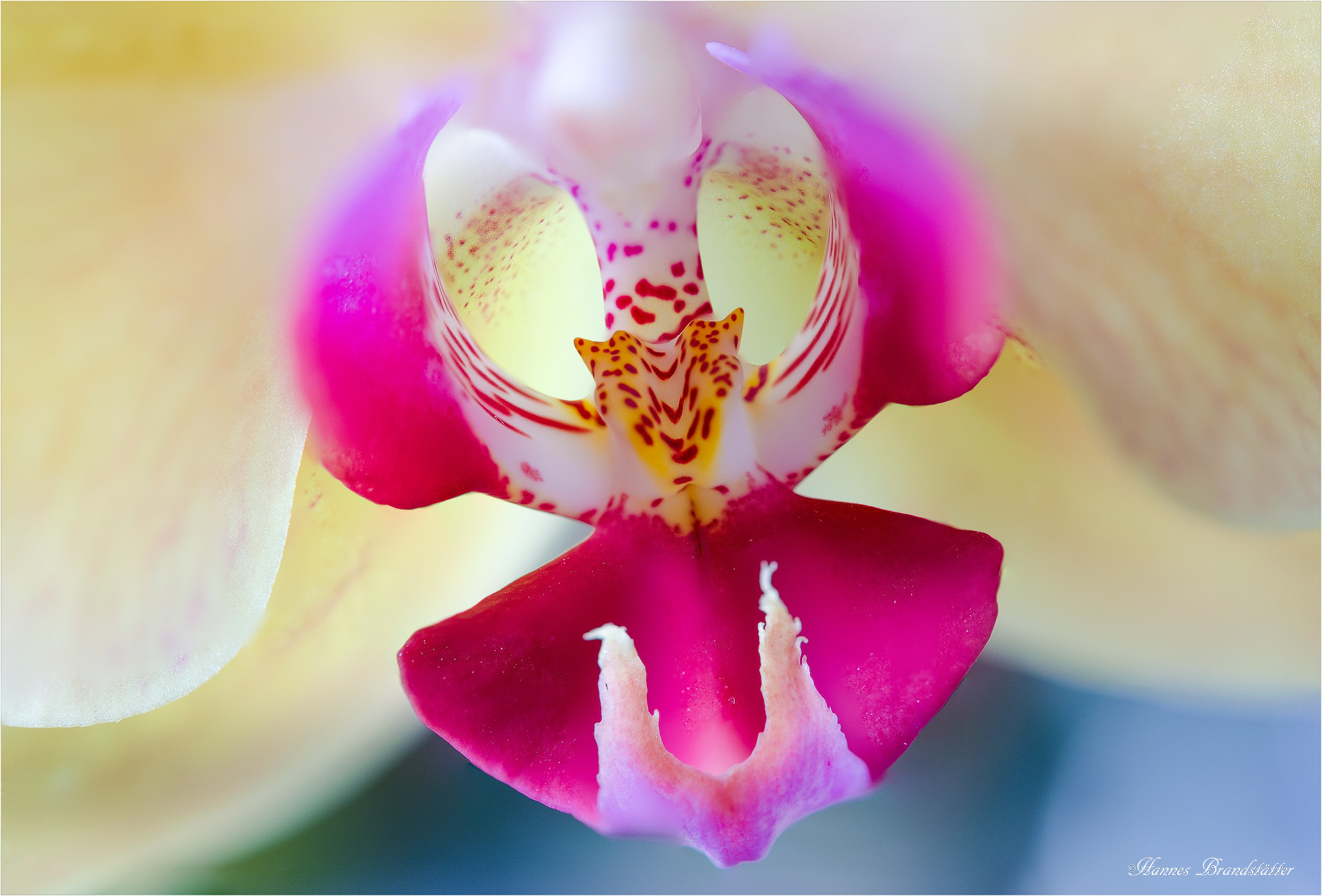 Nikon AF-S Micro-Nikkor 60mm F2.8G ED sample photo. Orchidee photography