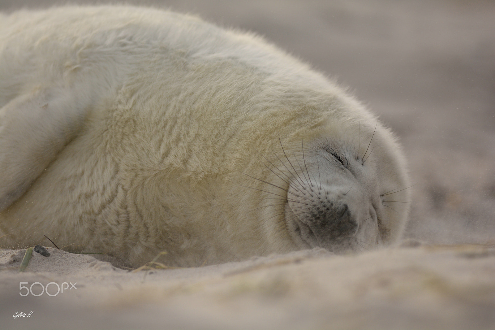 Nikon AF-S Nikkor 300mm F2.8G ED-IF VR sample photo. How to sleep in a sandstorm photography