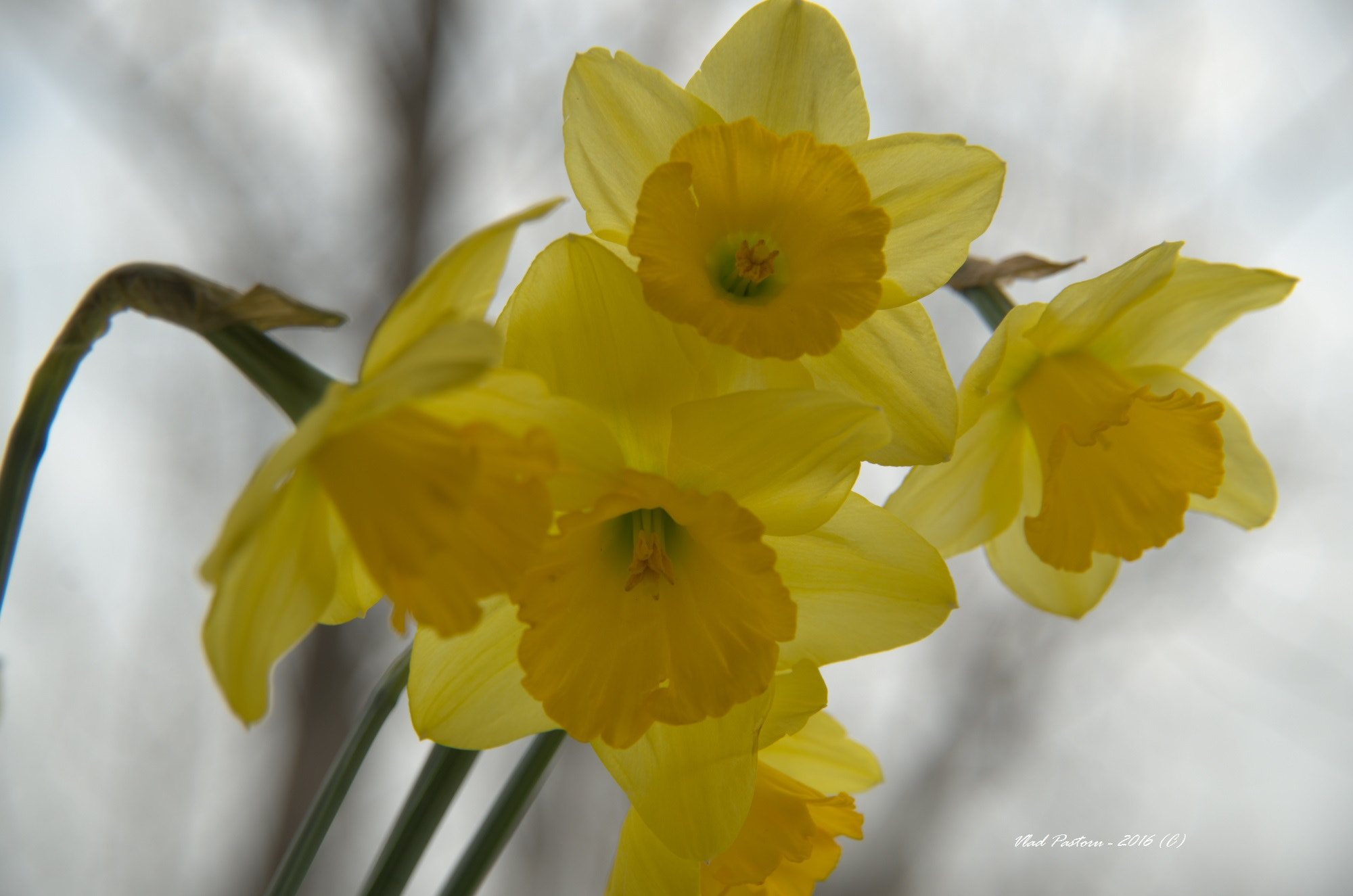 Pentax K-50 sample photo. () photography