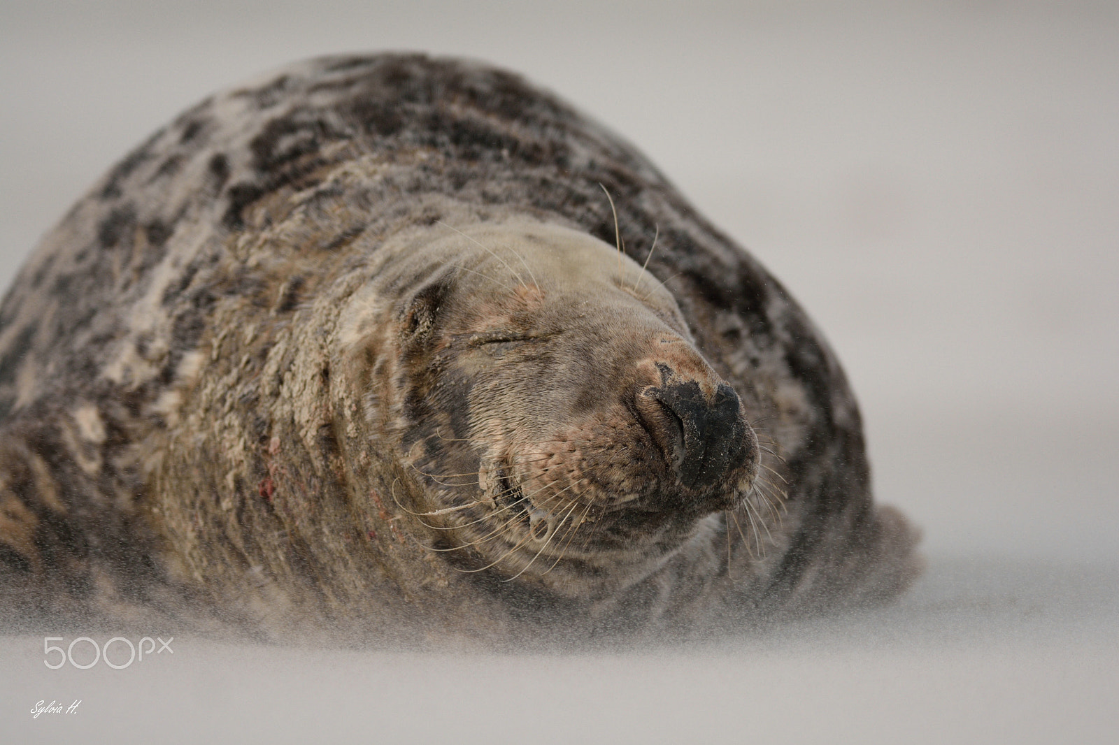 Nikon AF-S Nikkor 300mm F2.8G ED-IF VR sample photo. Sleeping in a sandstorm photography