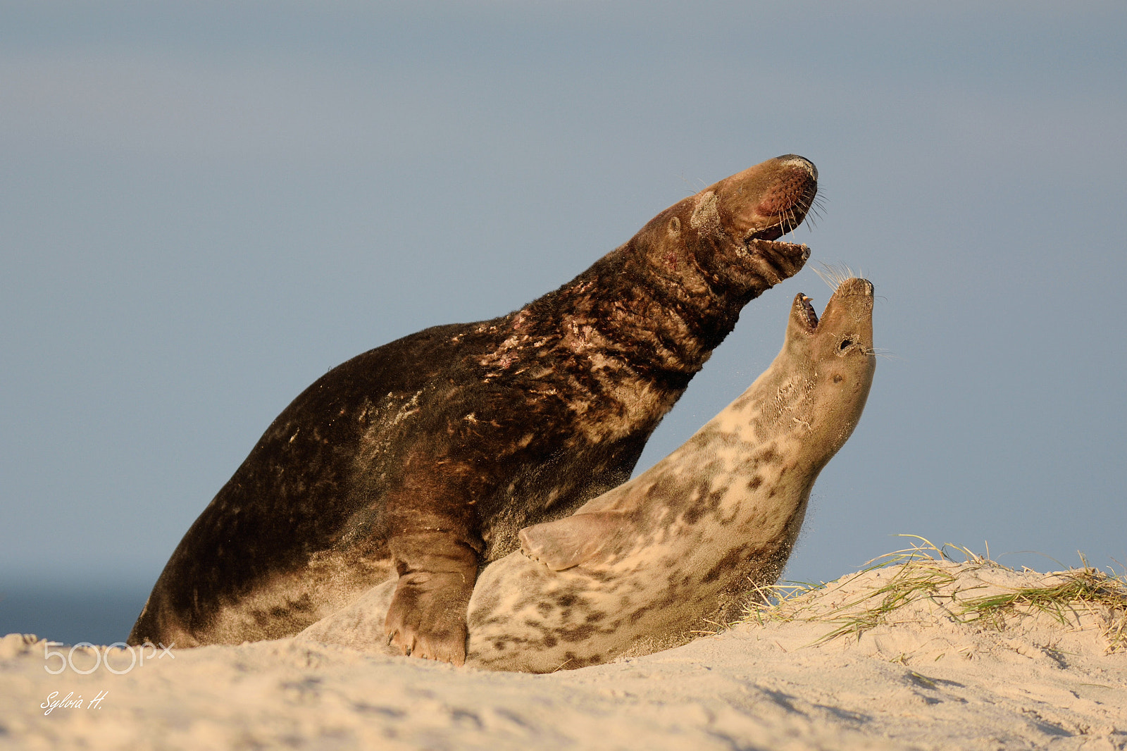 Nikon AF-S Nikkor 300mm F2.8G ED-IF VR sample photo. We had so much fun! photography