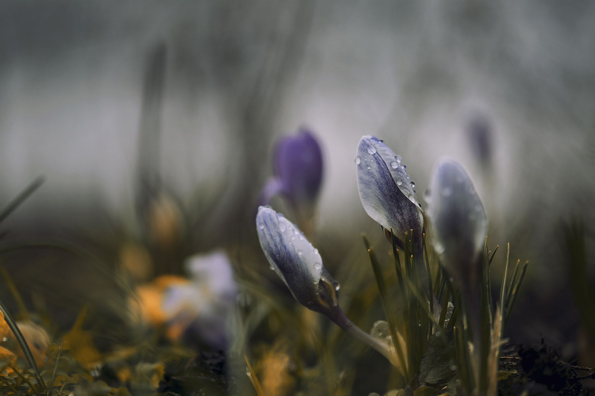 Sony ILCA-77M2 sample photo. Dark spring photography
