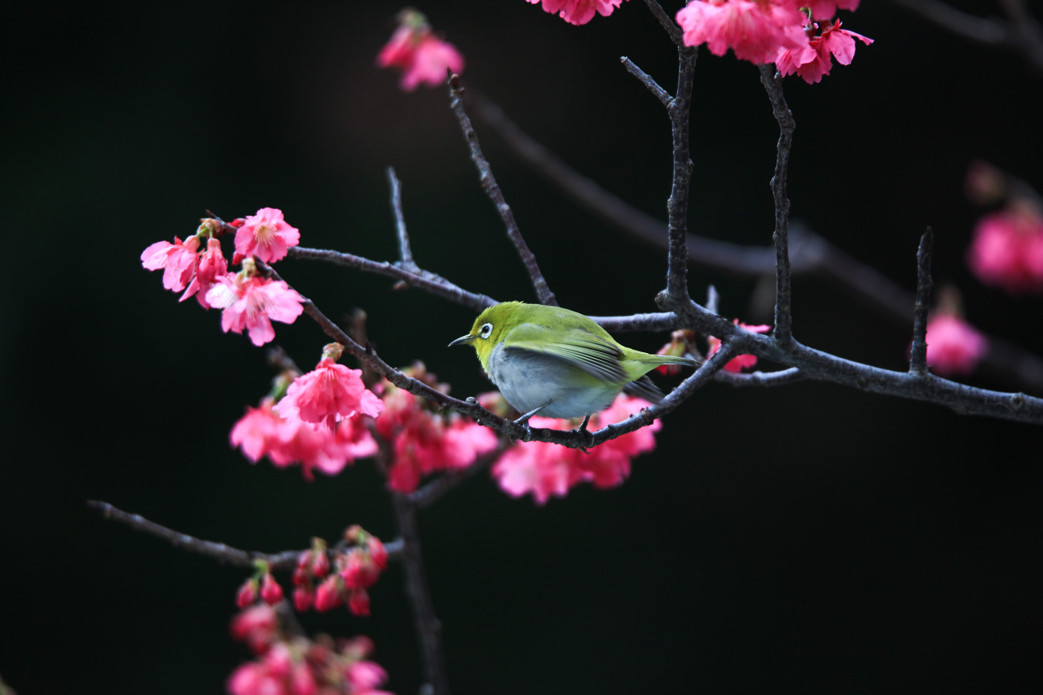 Canon EOS 5DS + Tamron SP 150-600mm F5-6.3 Di VC USD sample photo. Bird and flower photography