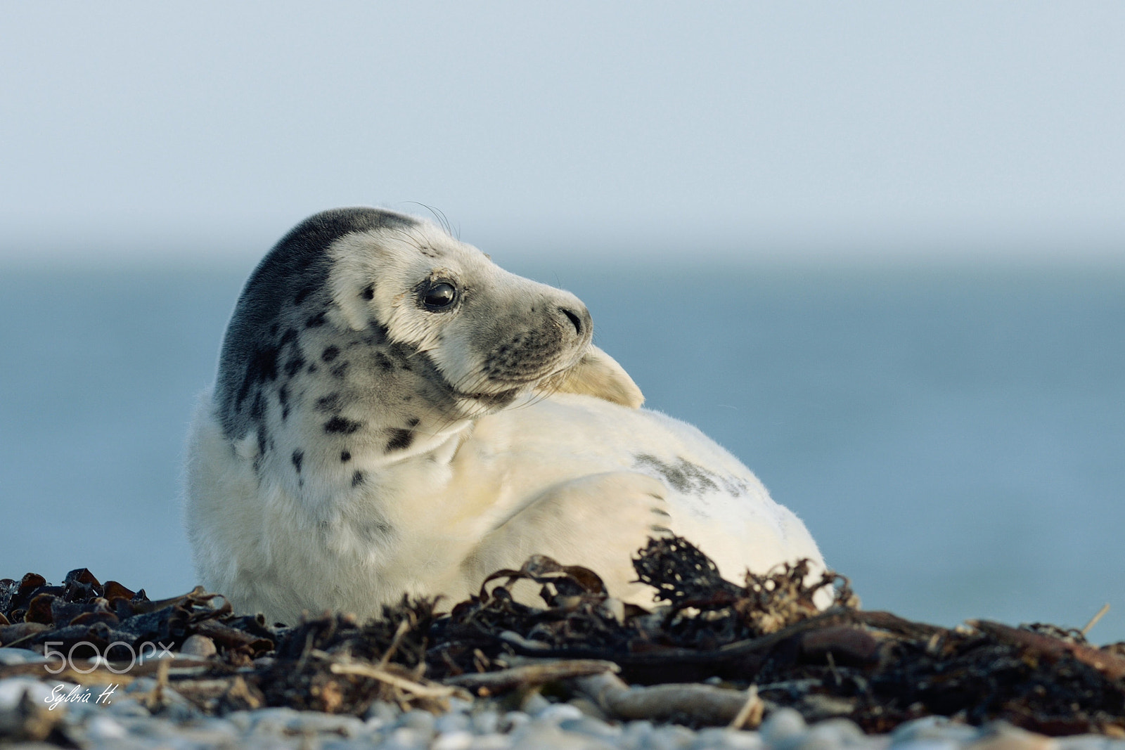 Nikon AF-S Nikkor 300mm F2.8G ED-IF VR sample photo. Chilly afternoon at the beach photography