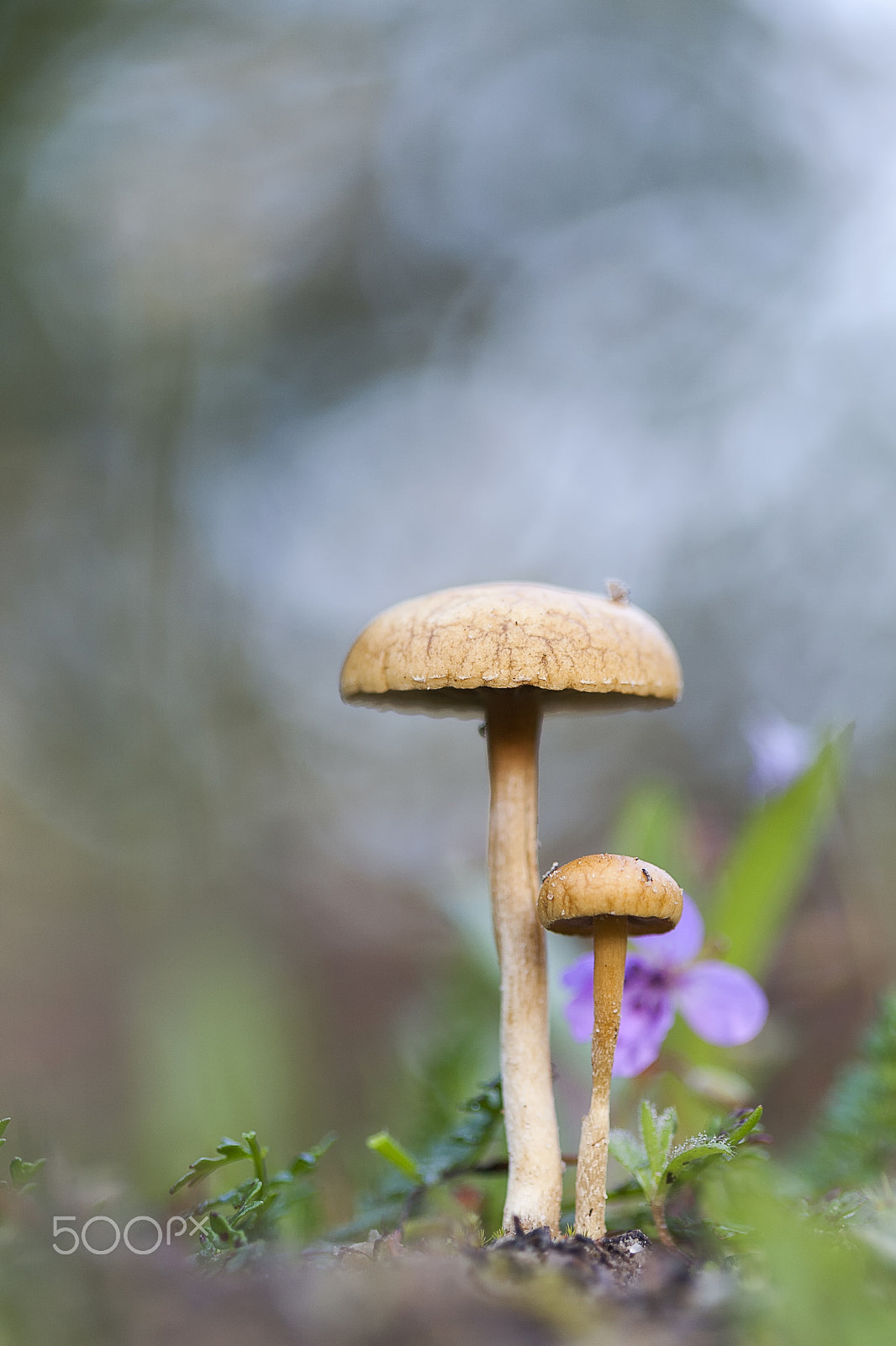 Canon EF 100mm F2.8 Macro USM sample photo. 20160220 doñana - 079 photography