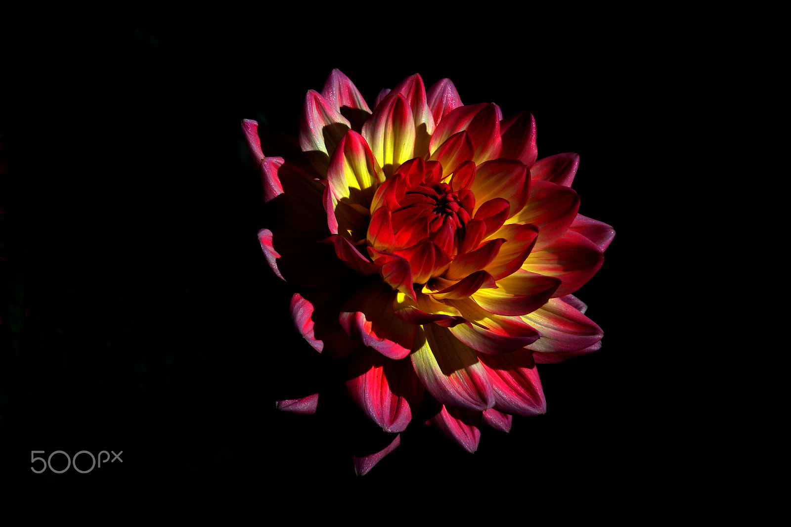 Canon EOS 750D (EOS Rebel T6i / EOS Kiss X8i) sample photo. Midnight  dahlia photography