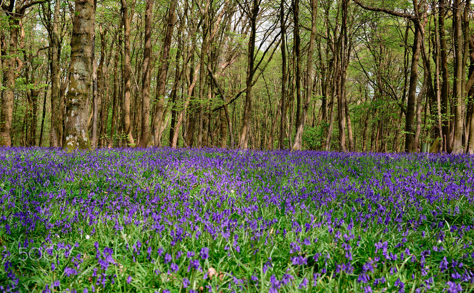 Nikon D800E + ZEISS Distagon T* 35mm F2 sample photo. Bluebell forest photography