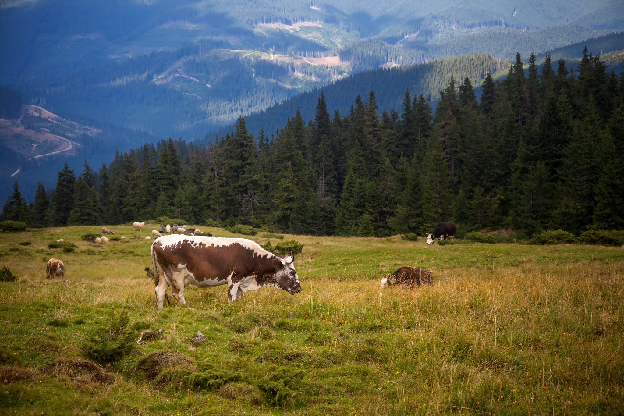 Canon EF 35-105mm f/3.5-4.5 sample photo. Mountain pasture photography