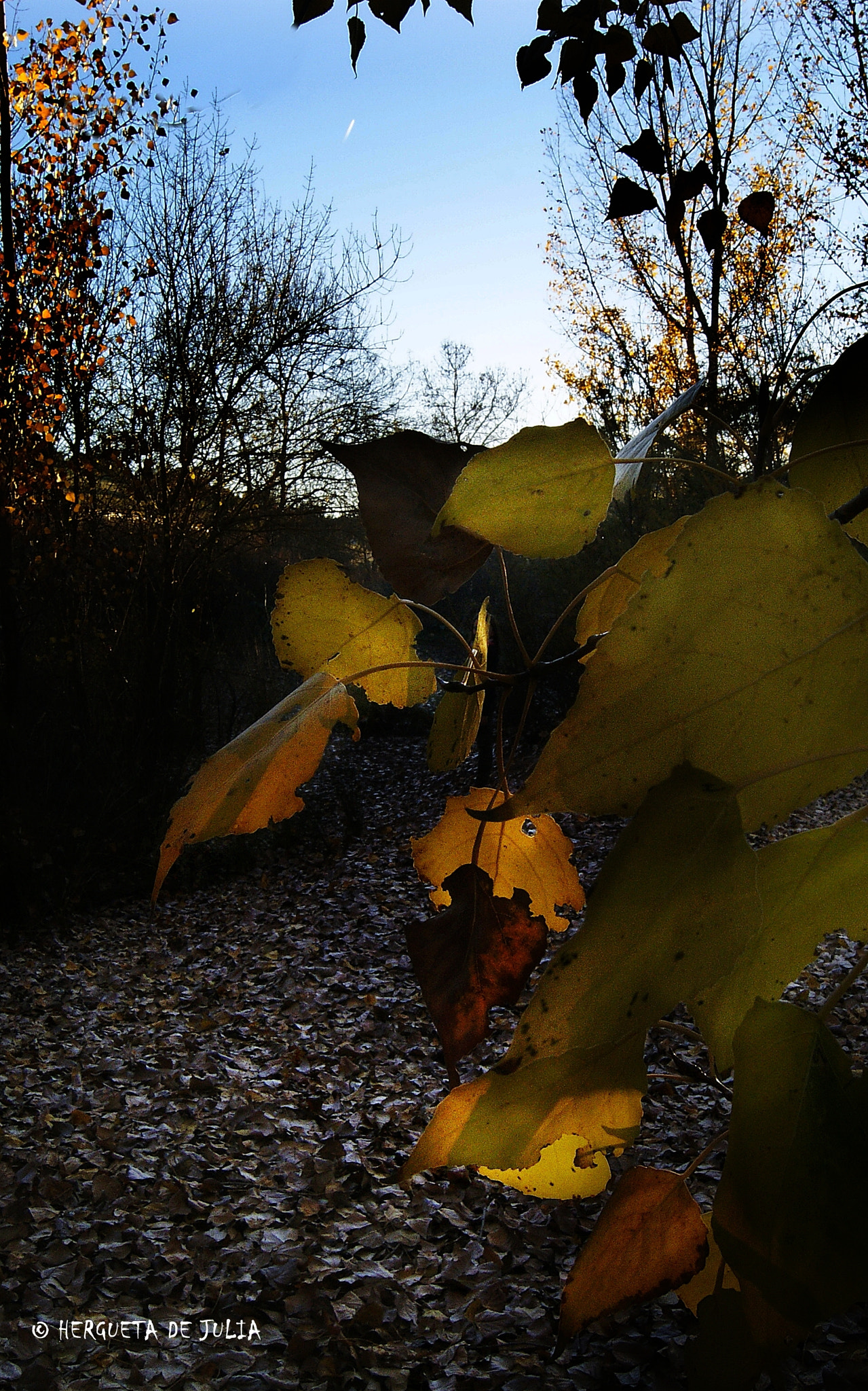 Sony Alpha DSLR-A380 sample photo. Hojas, a contraluz. photography