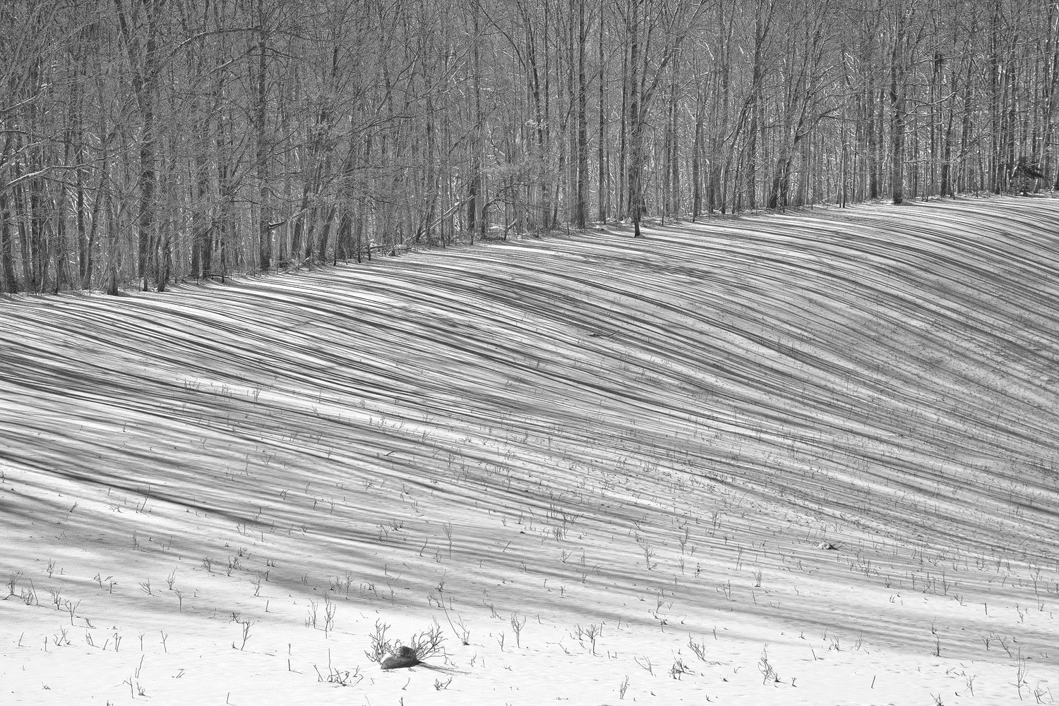 24-105mm F4 G SSM OSS sample photo. Lines in the snow, bw photography
