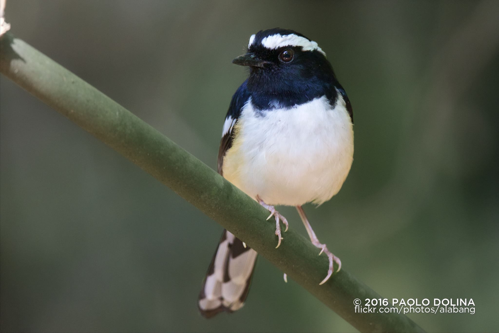 Canon EF 800mm F5.6L IS USM sample photo. The white-browed shama (copsychus luzoniensis) is a species of bird in the family muscicapidae.... photography