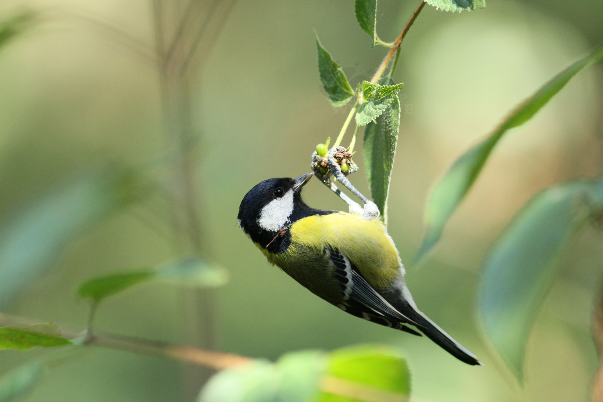 Canon EOS 60D + Canon EF 300mm F4L IS USM sample photo. Green-backed tit photography
