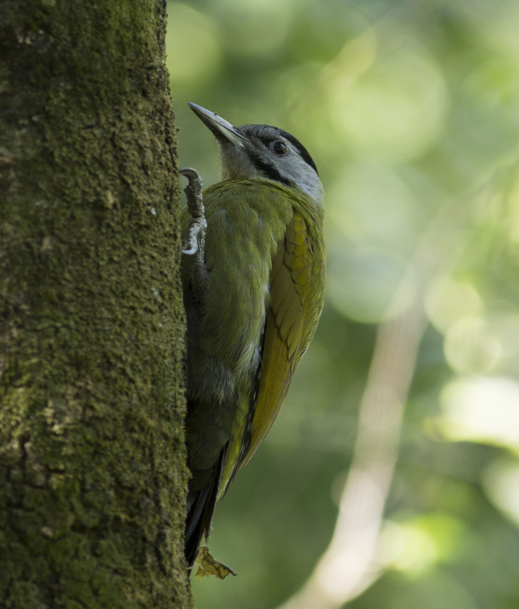 Canon EOS 60D + Canon EF 300mm F4L IS USM sample photo. Grey-headed woodpecker photography