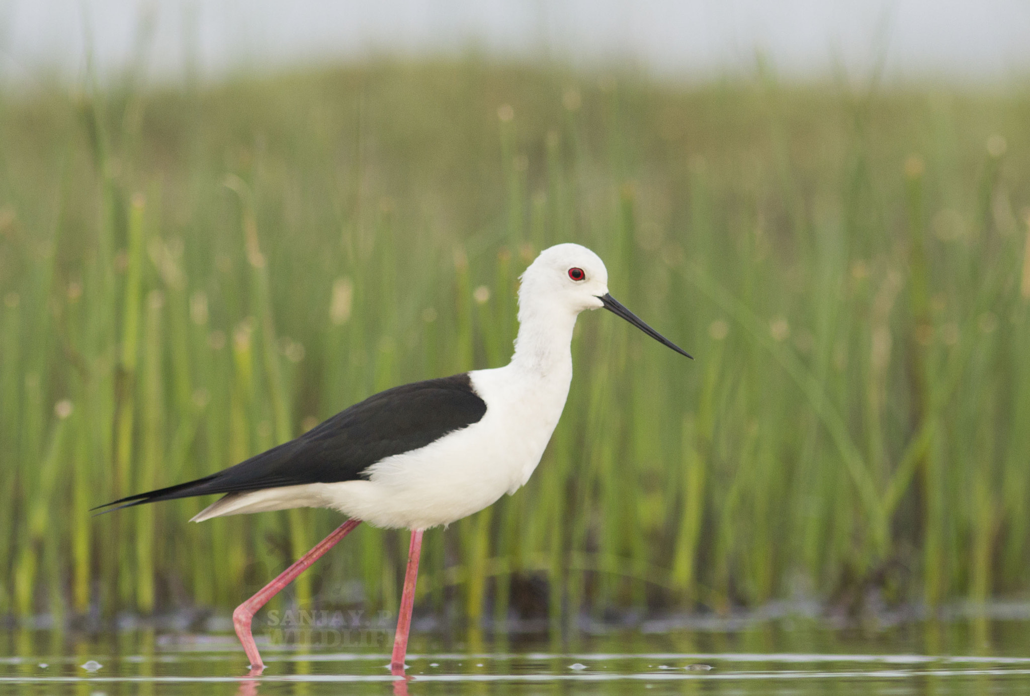 Canon EOS 60D + Canon EF 300mm F4L IS USM sample photo. Black-winged stilt photography