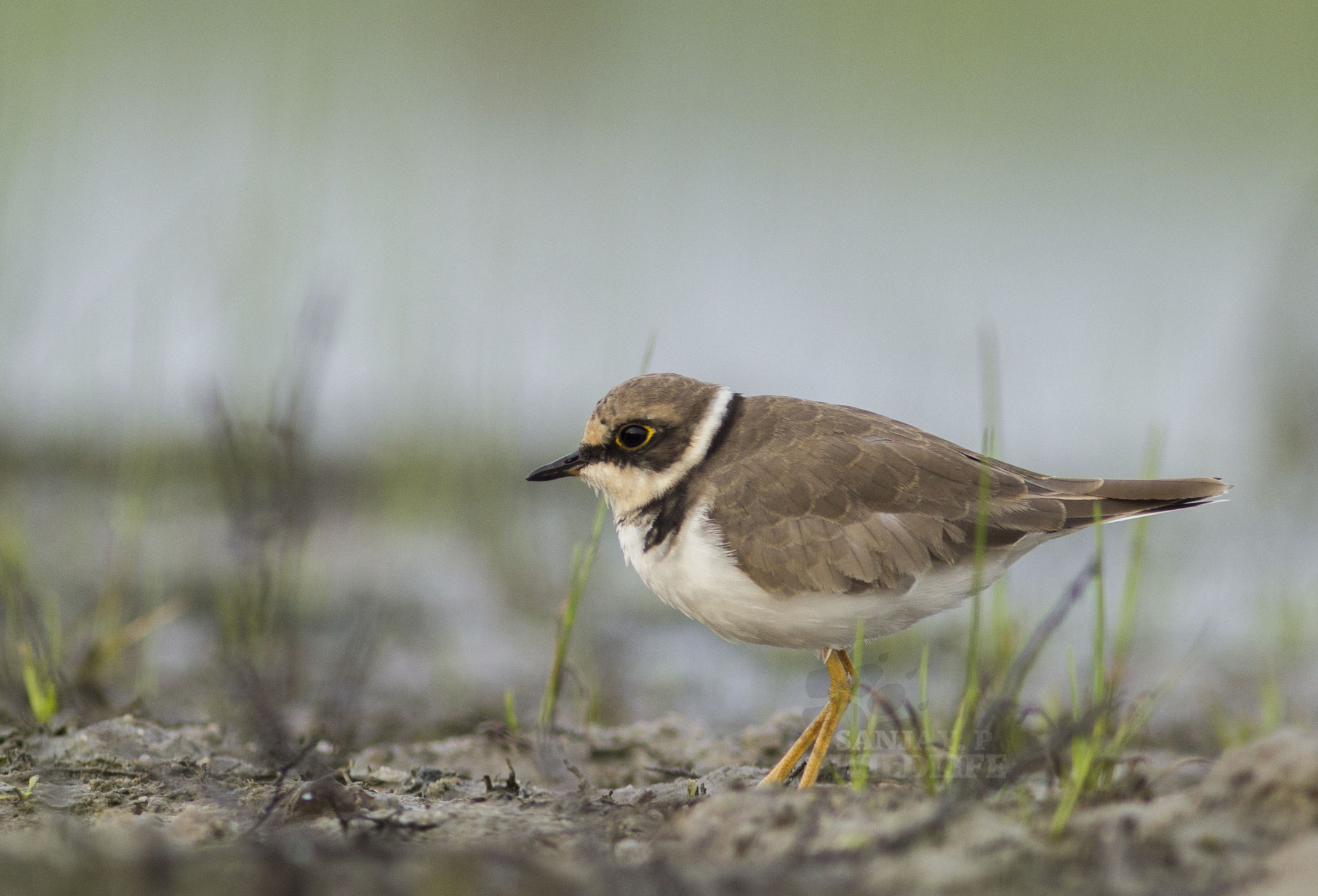 Canon EOS 60D + Canon EF 300mm F4L IS USM sample photo. Little-ringed plover photography