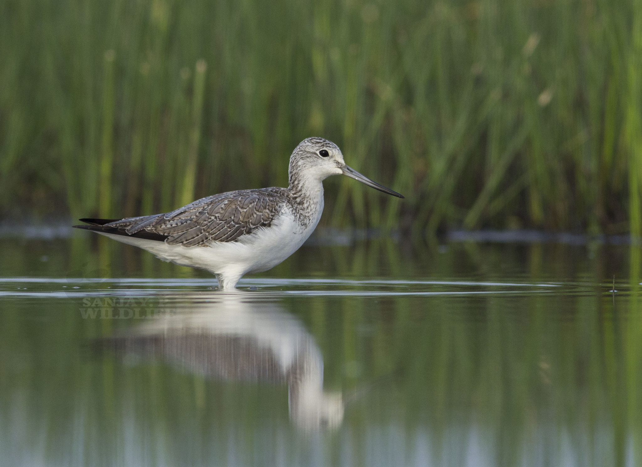 Canon EOS 60D + Canon EF 300mm F4L IS USM sample photo. Common greenshank photography