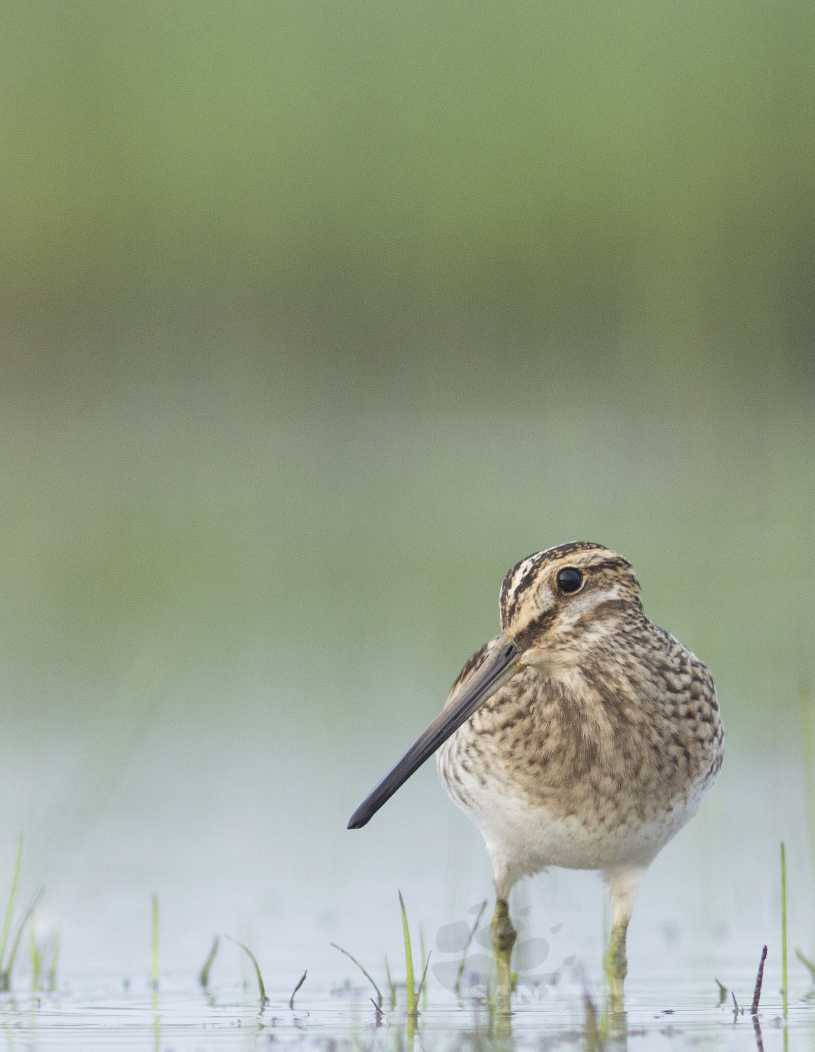 Canon EOS 60D + Canon EF 300mm F4L IS USM sample photo. Common snipe photography