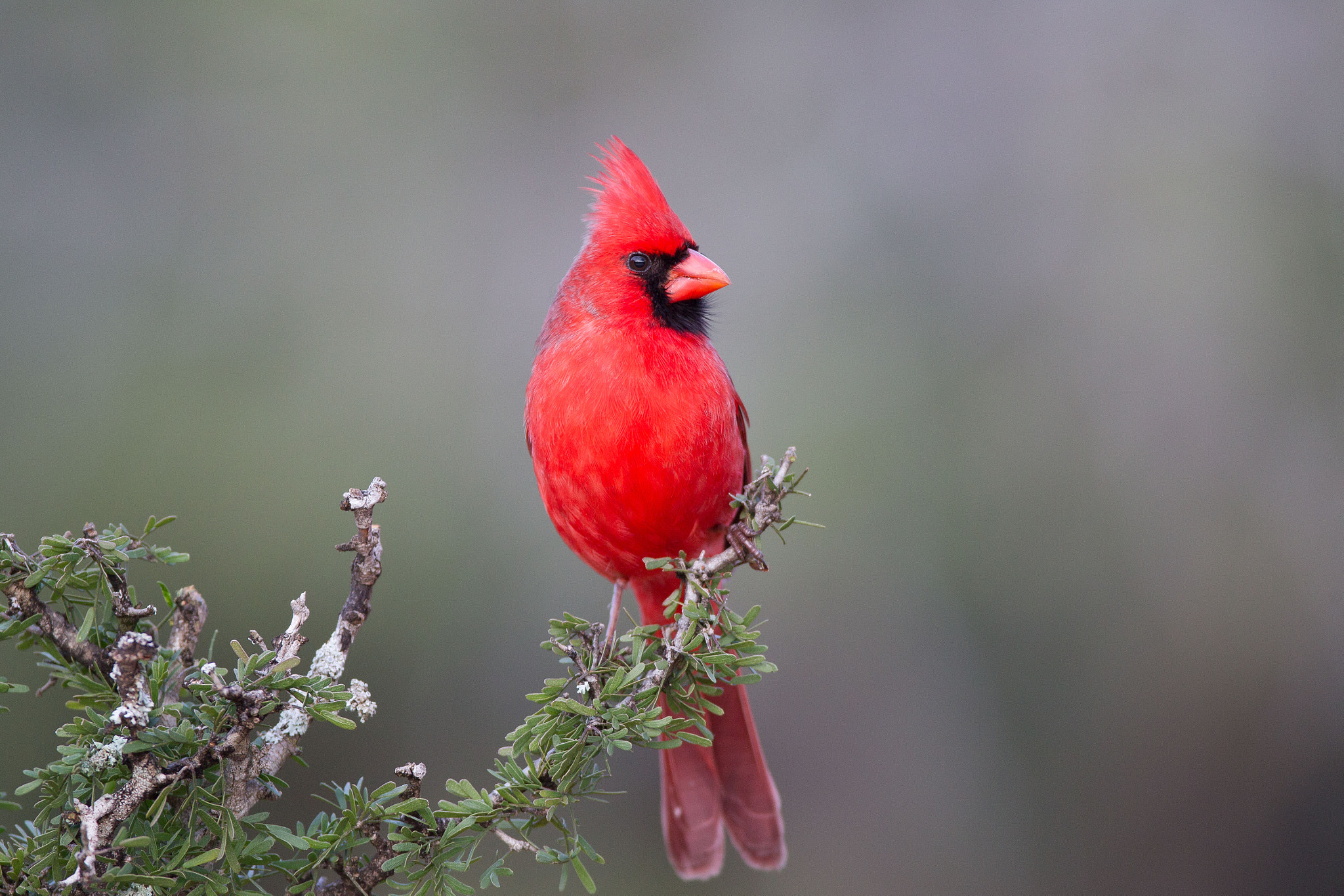 Canon EF 600mm f/4L IS sample photo. Northern cardinal photography