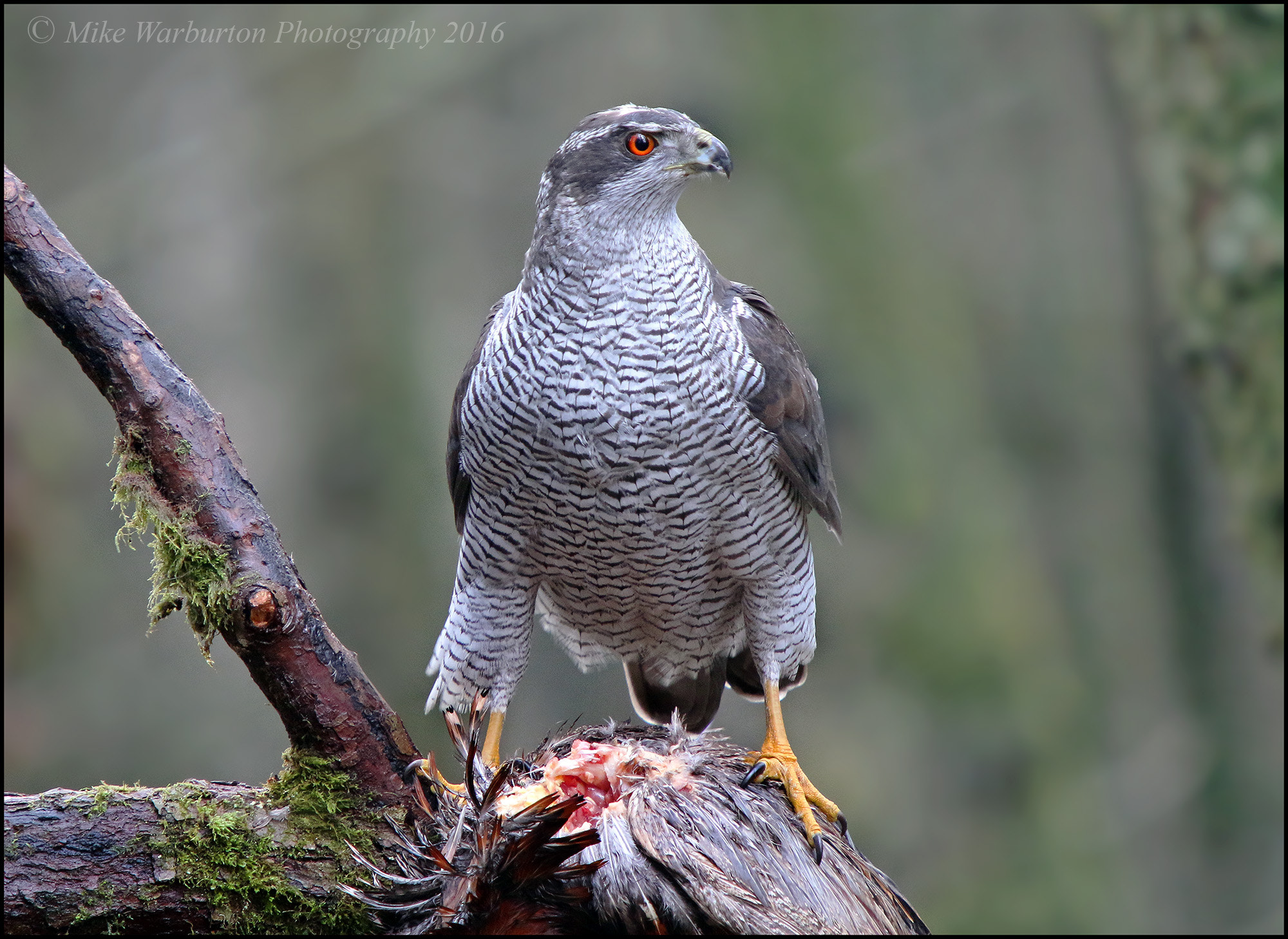 Sigma 50-500mm f/4-6.3 APO HSM EX sample photo. Northern goshawk photography