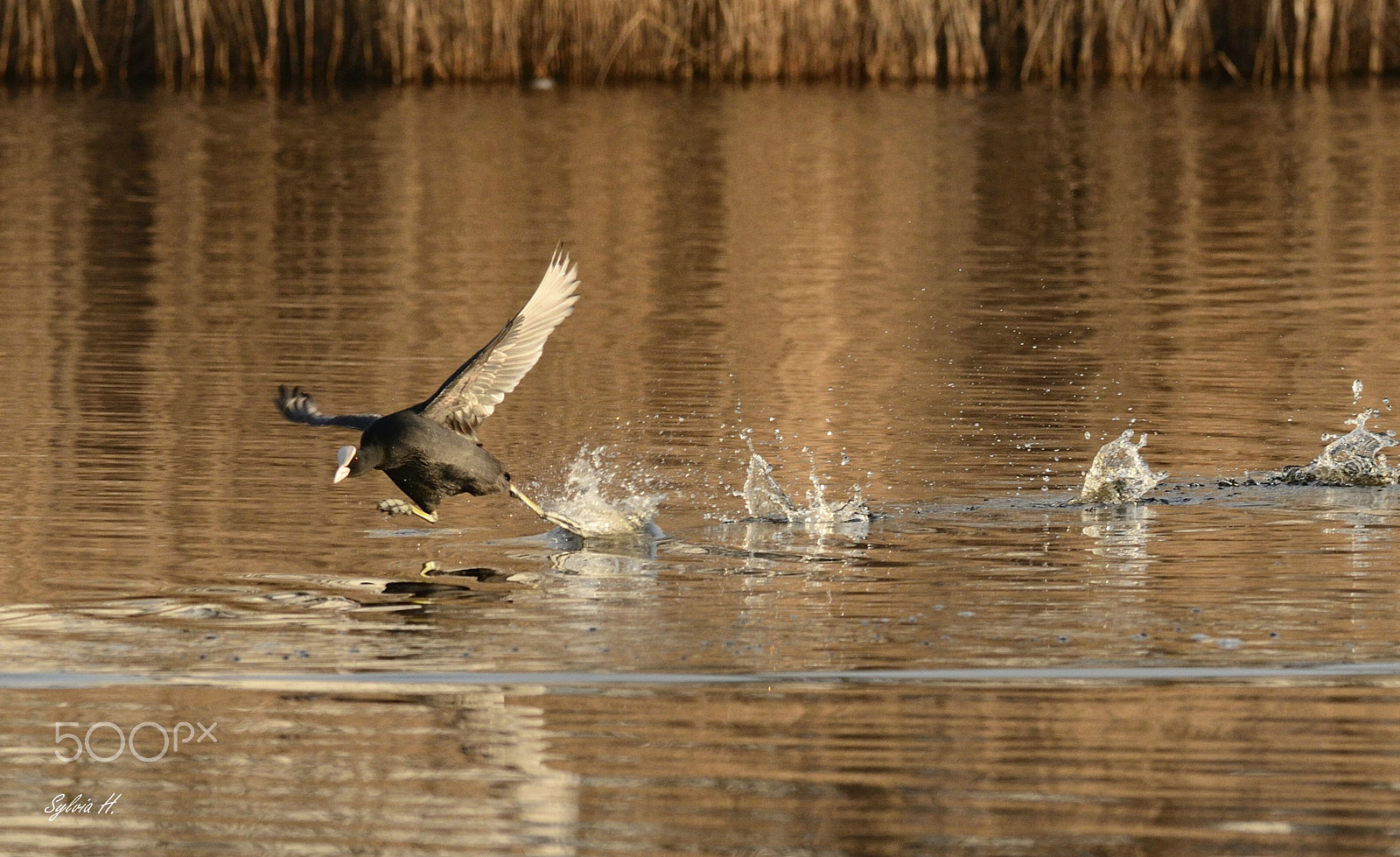 Nikon AF-S Nikkor 300mm F2.8G ED-IF VR sample photo. On the run photography