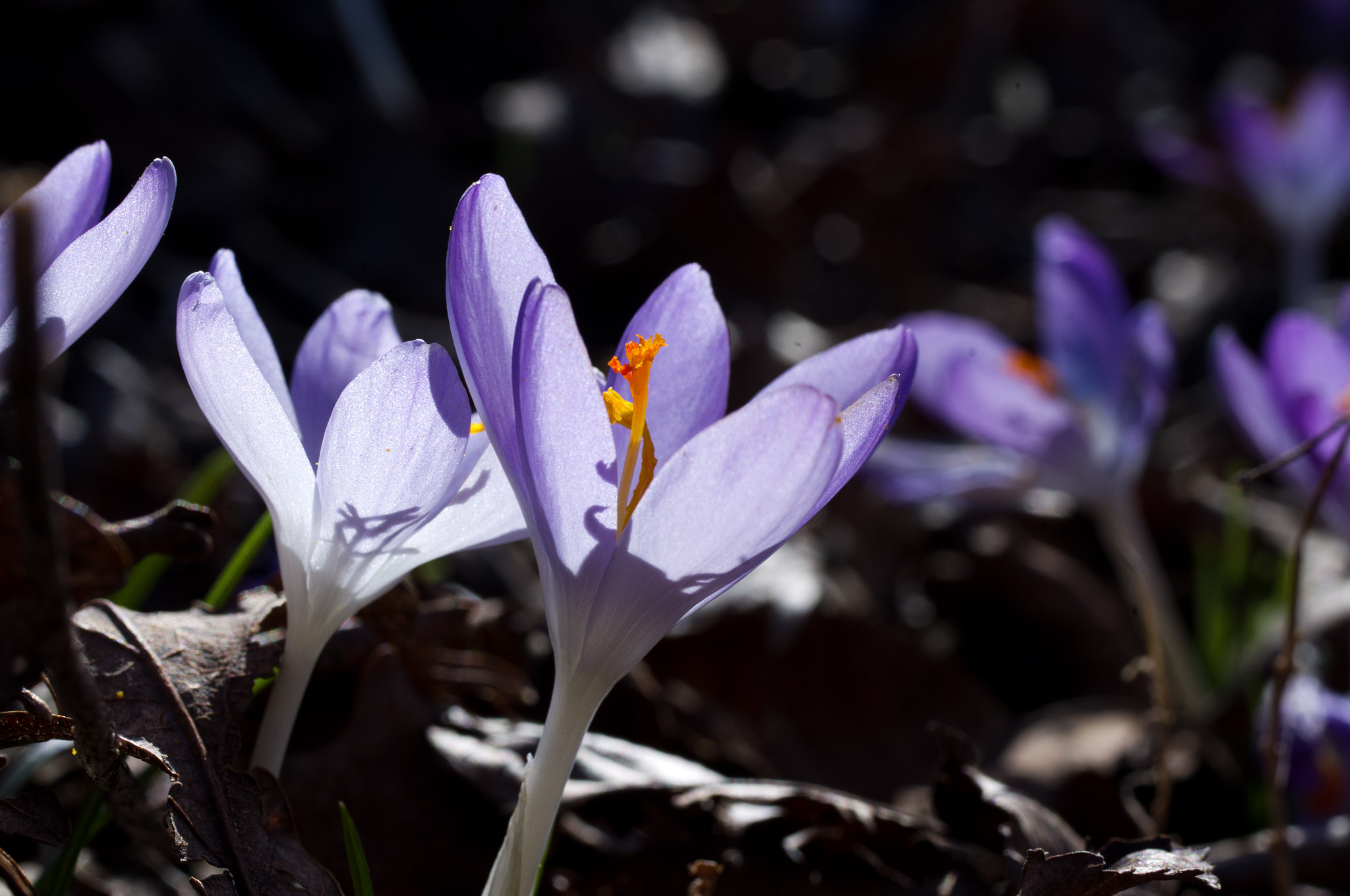 Pentax smc D-FA 50mm F2.8 Macro sample photo. Early arrivals photography