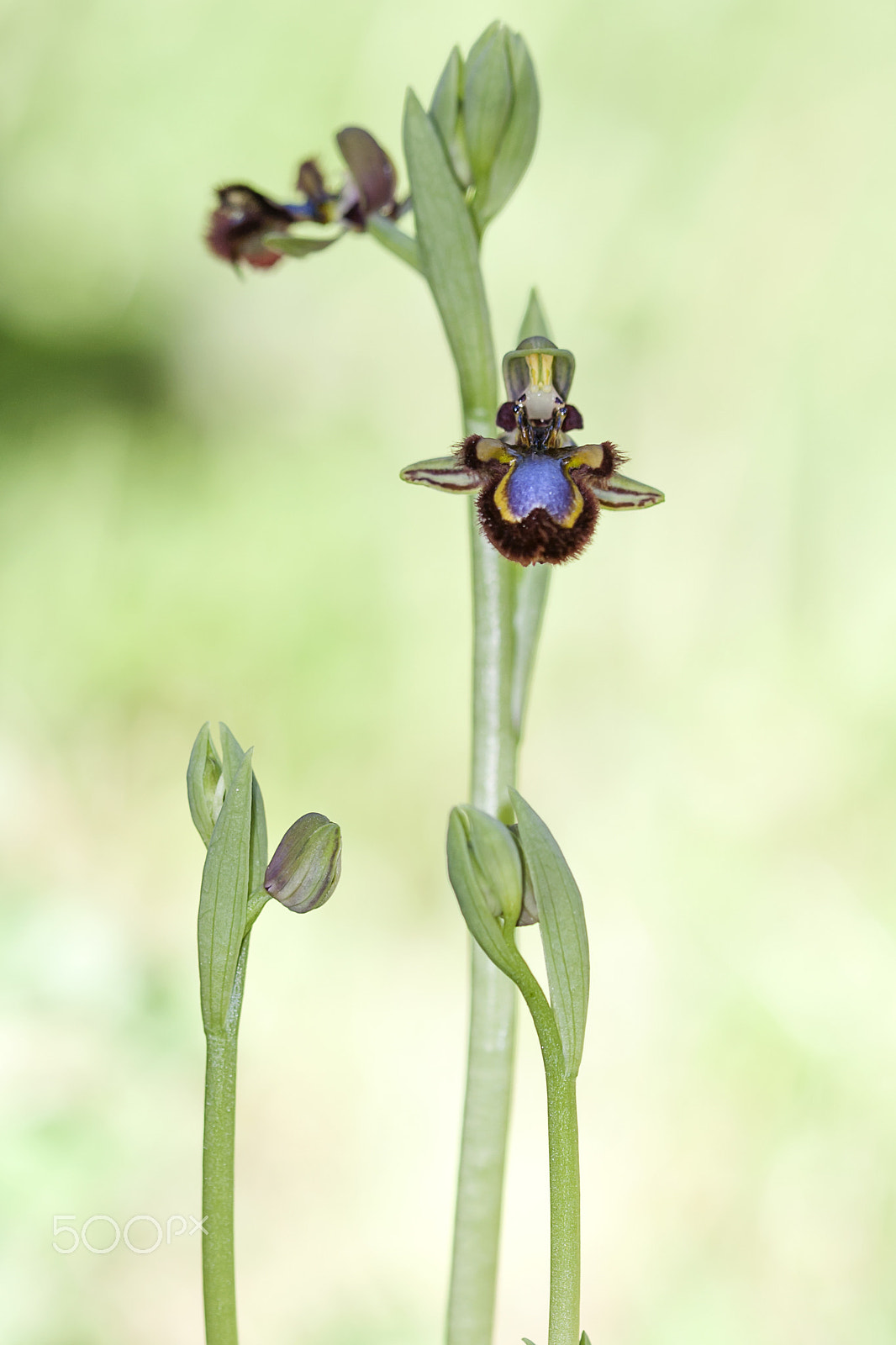 Canon EF 100mm F2.8 Macro USM sample photo. 20160220 doñana - 309 photography