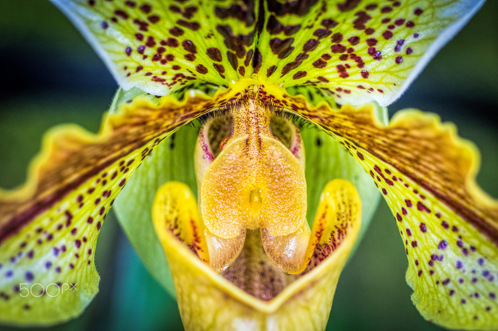 Nikon D7200 + Nikon AF Micro-Nikkor 60mm F2.8D sample photo. Paphiopedilum photography
