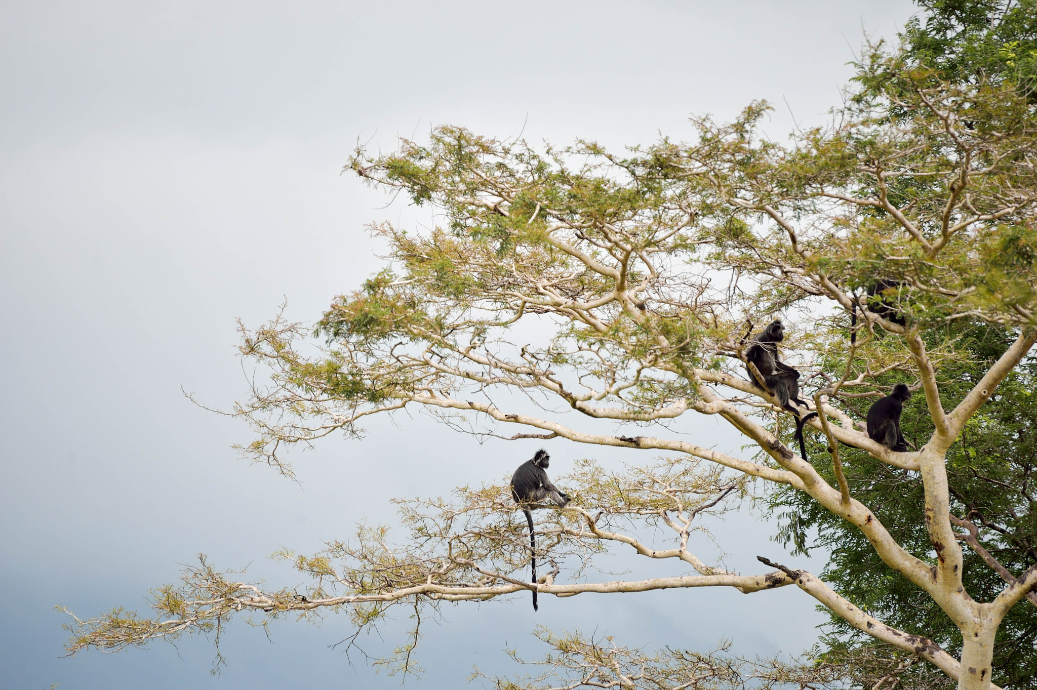 Nikon Df sample photo. Lutung monkey - baluran national park photography