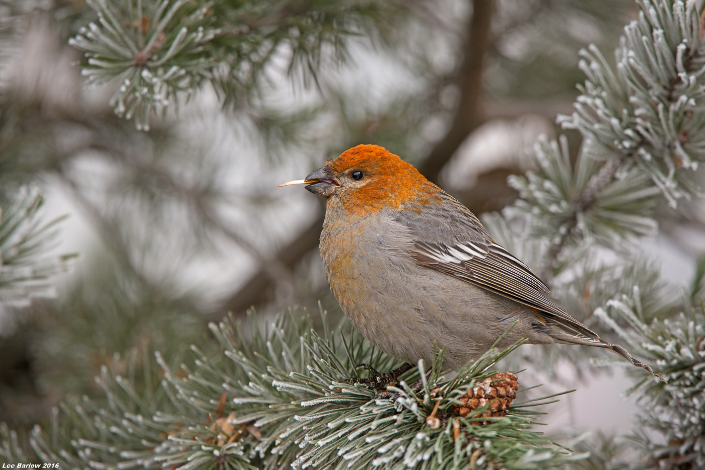 Nikon AF-S Nikkor 200-400mm F4G ED-IF VR sample photo. Pine grosbeak photography