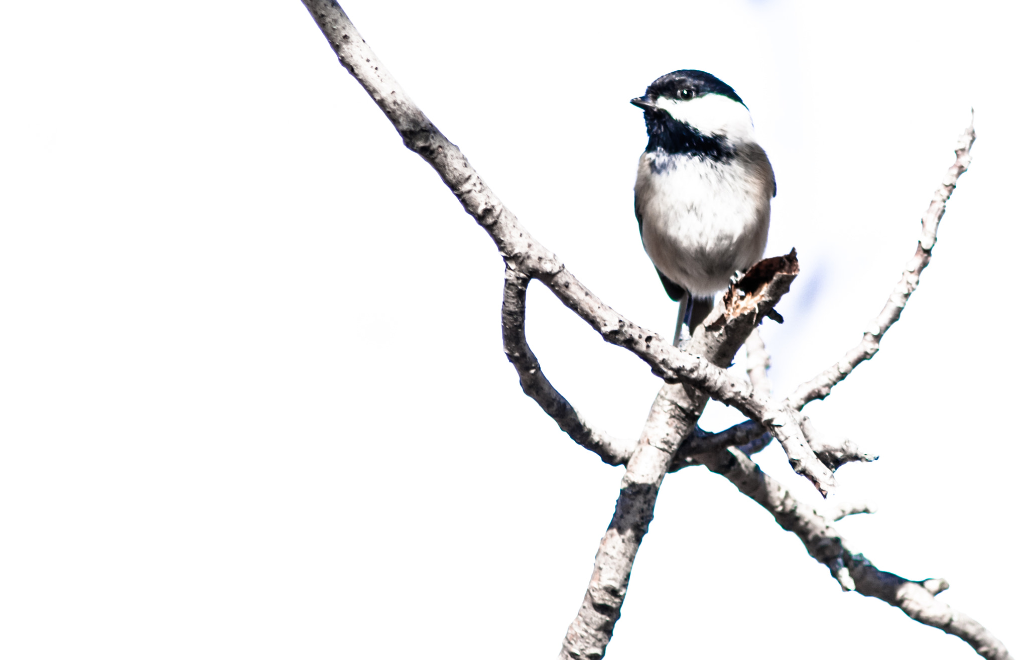 Sigma 70-300mm F4-5.6 APO DG Macro sample photo. The chickadee photography