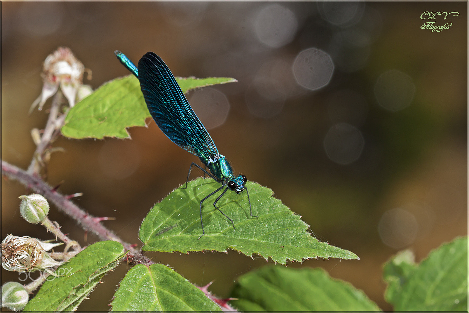 Canon EF 100mm F2.8 Macro USM sample photo. Libelula verde photography