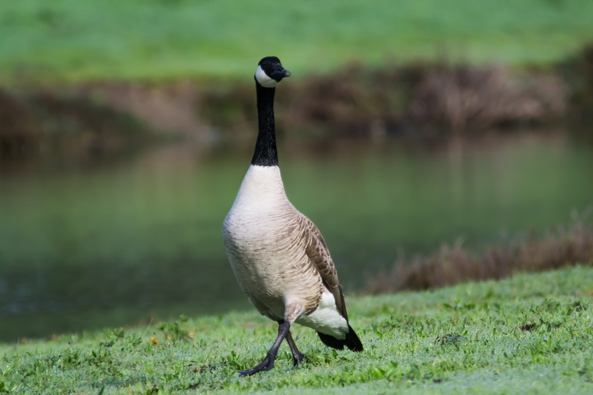 Sigma 150-500mm F5-6.3 DG OS HSM sample photo. Catwalking photography
