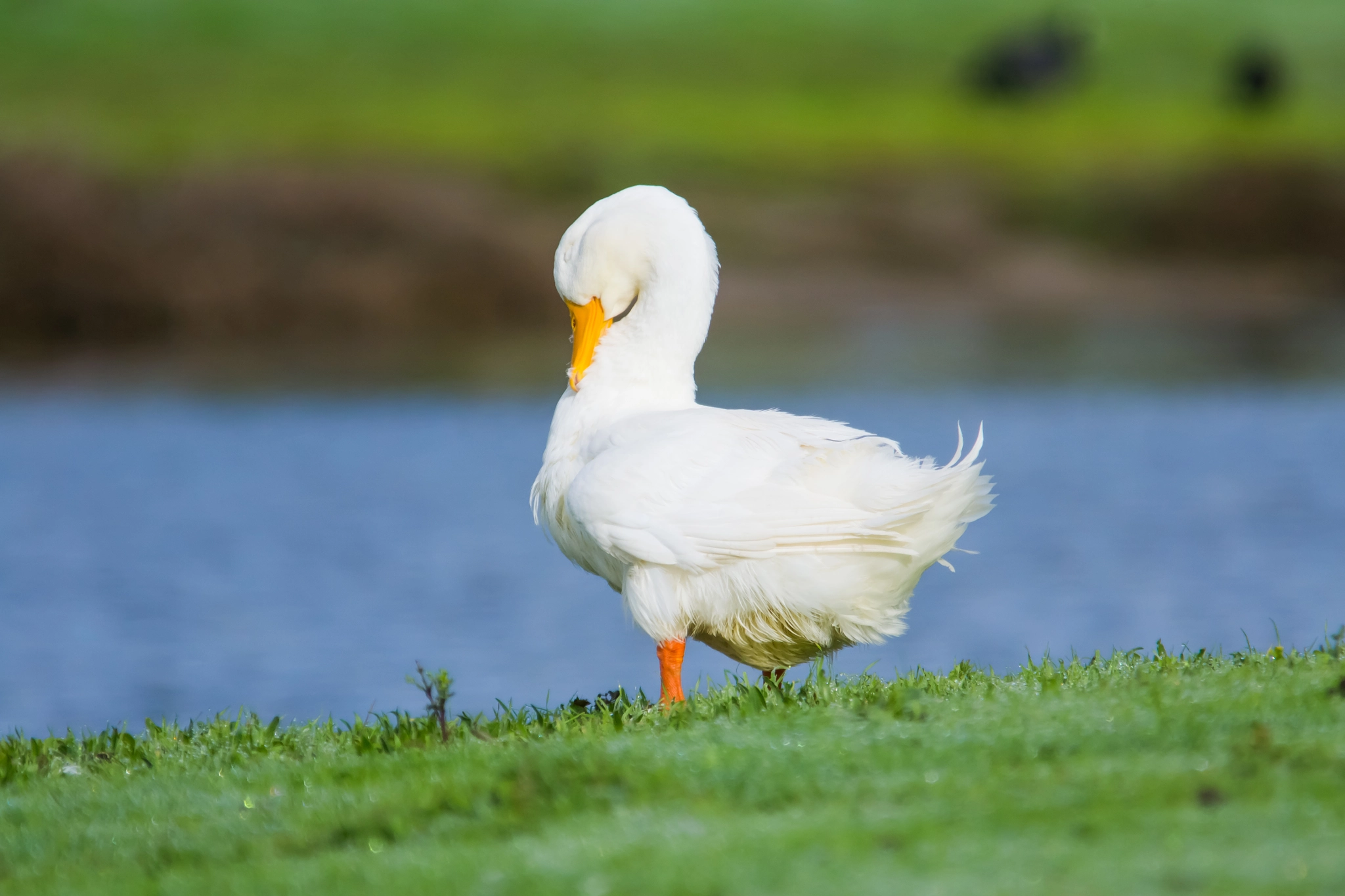 Sigma 150-500mm F5-6.3 DG OS HSM sample photo. Scratching photography