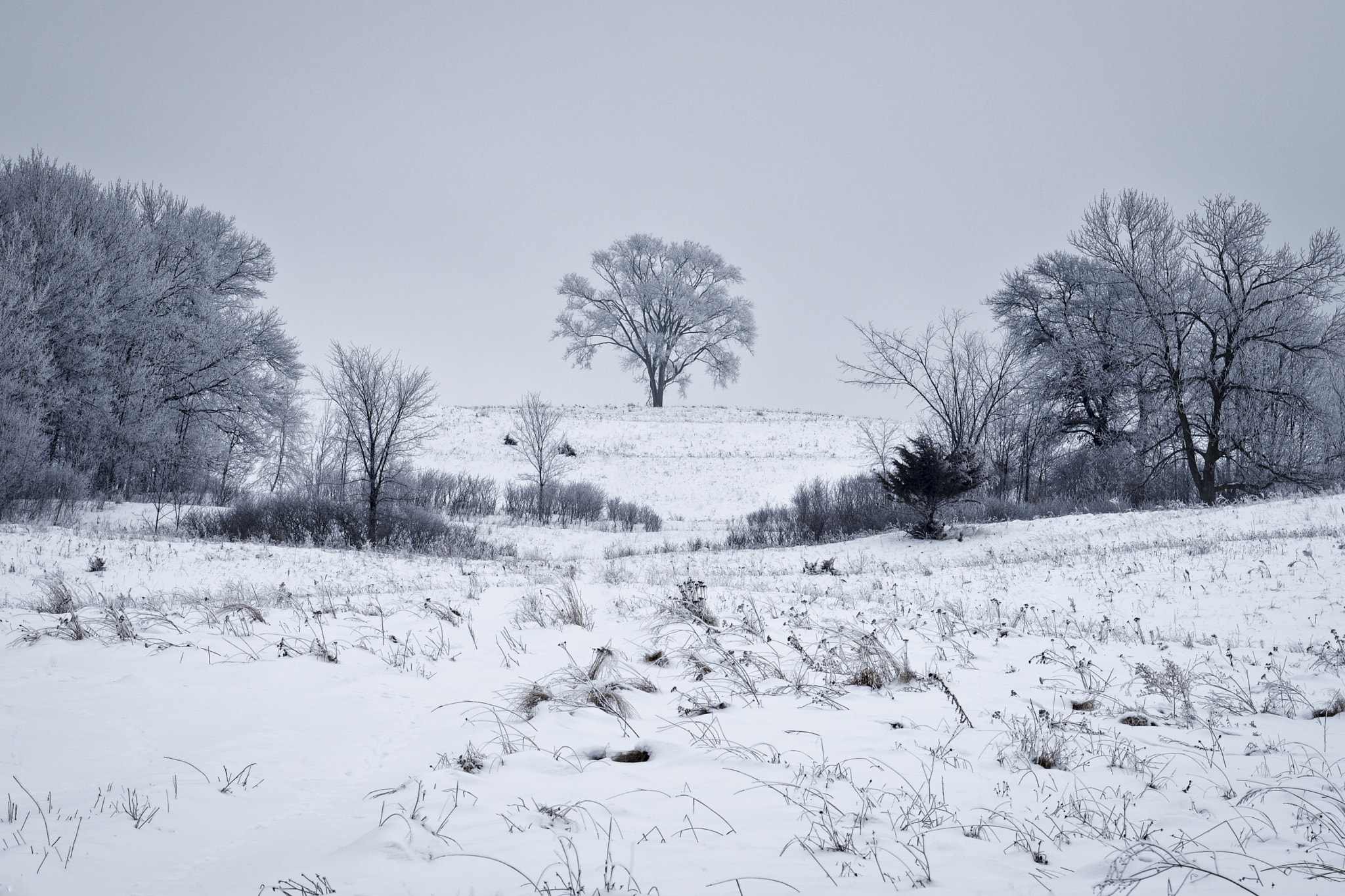 Nikon D750 + AF Zoom-Nikkor 35-70mm f/2.8D sample photo. Hoarfrost morning photography