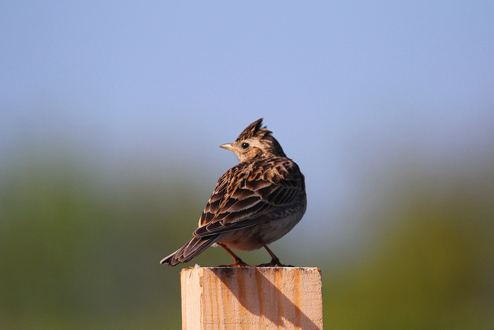 Canon EF 100-400mm F4.5-5.6L IS USM sample photo. Skylark photography