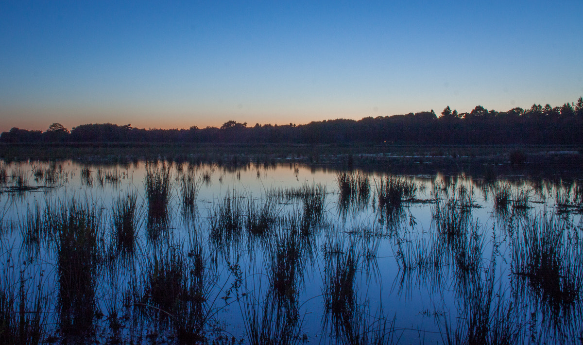 Canon EF-S 18-55mm F3.5-5.6 sample photo. Reflected reeds photography