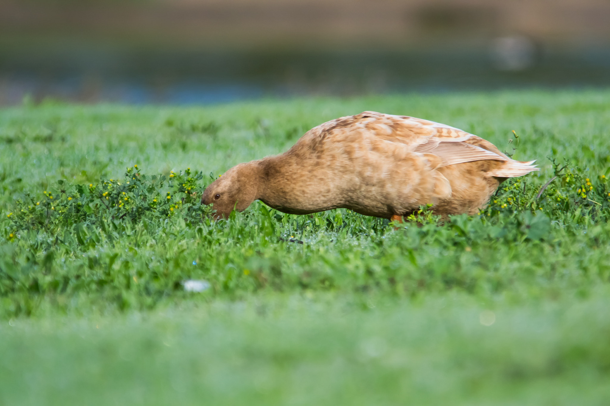 Sigma 150-500mm F5-6.3 DG OS HSM sample photo. A brown duck photography