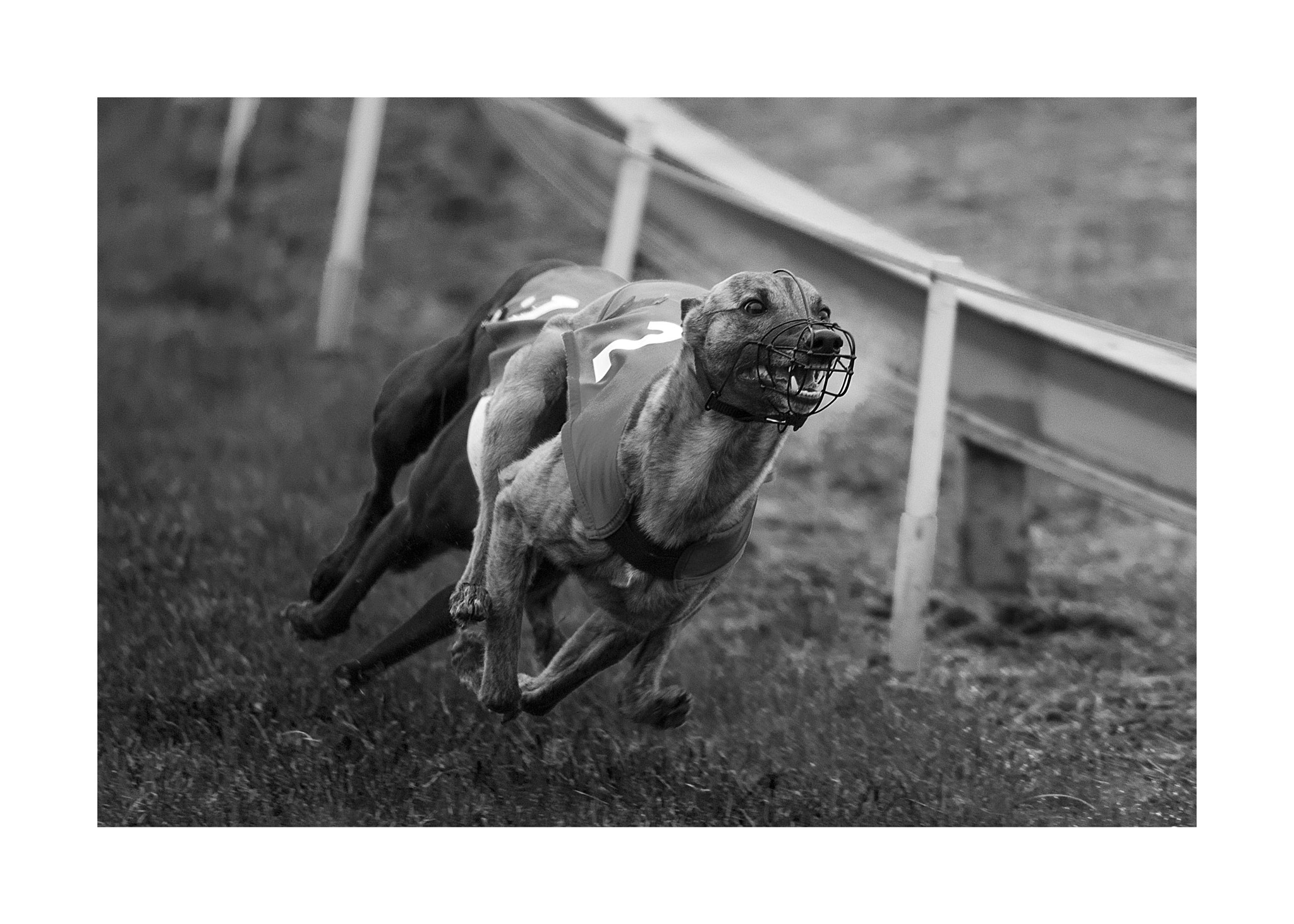 Nikon D300 + Nikon AF-S Nikkor 300mm F4D ED-IF sample photo. Dogs race photography