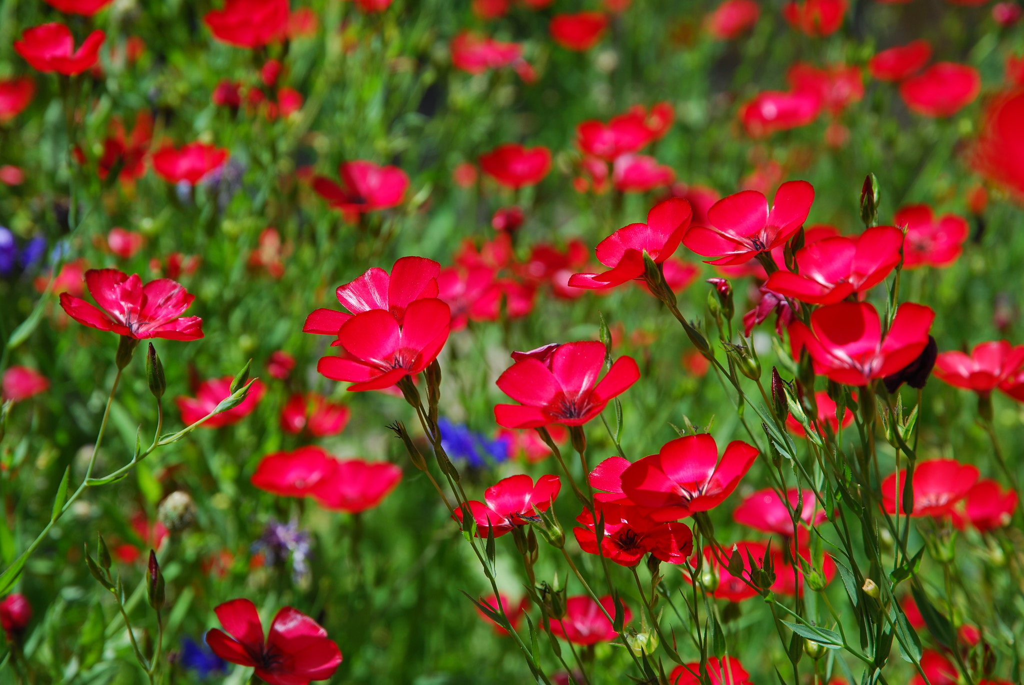 Nikon D40X sample photo. Flowering photography