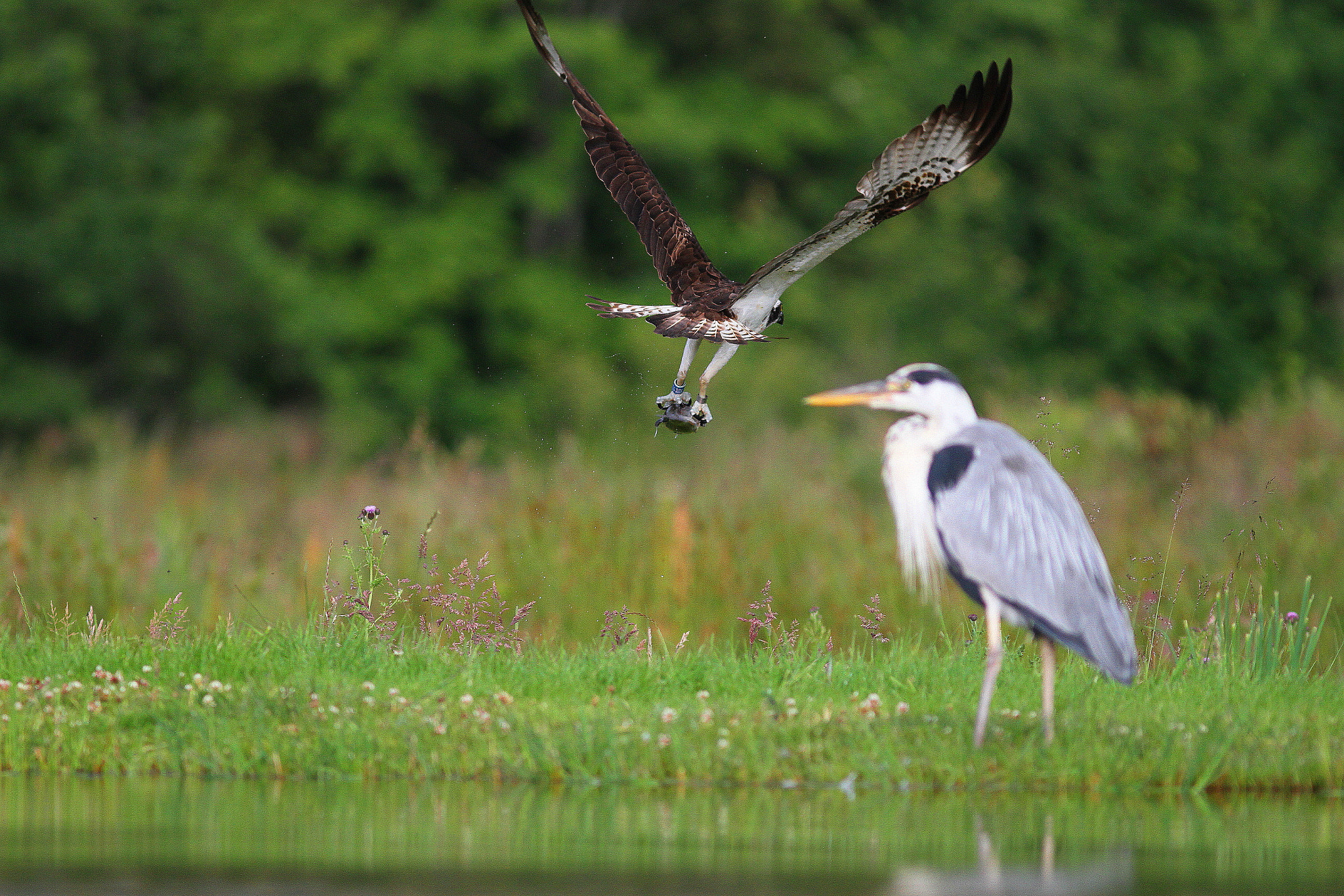 Canon EF 300mm F4L IS USM sample photo. The fishermen photography