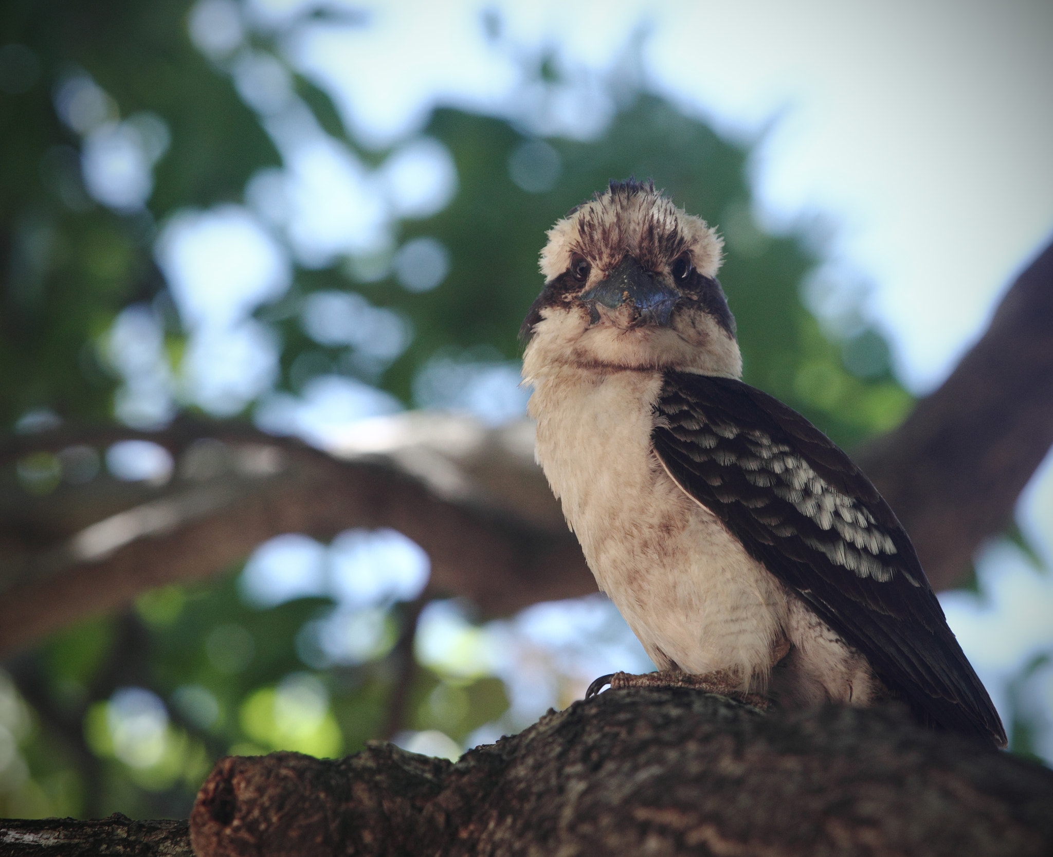 Canon EF 70-200mm F2.8L USM sample photo. Kookaburra photography
