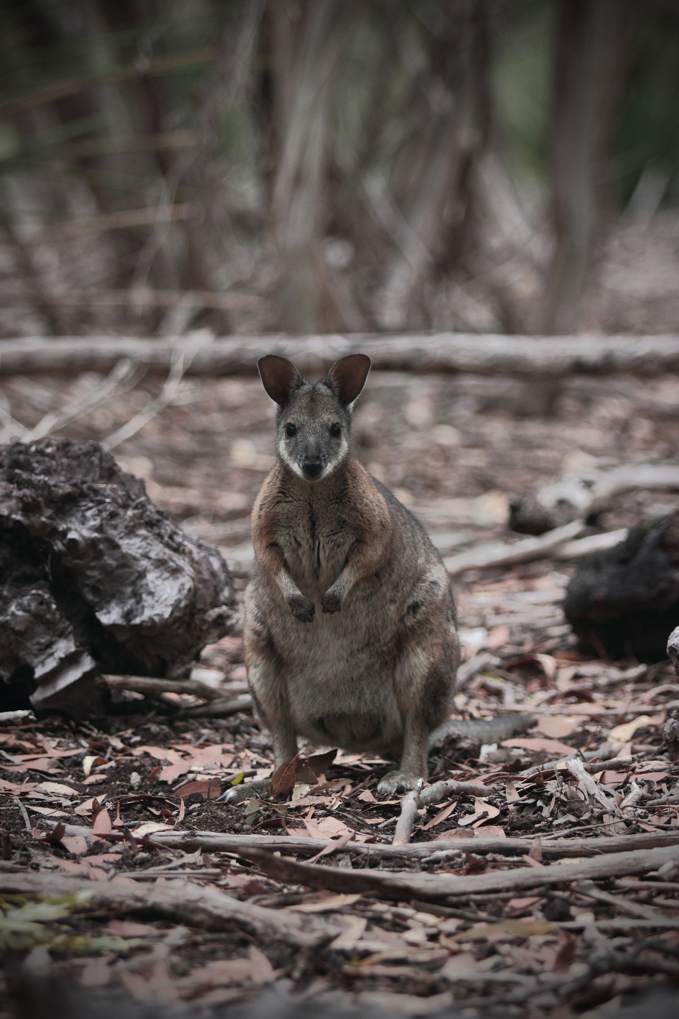 Canon EF 70-200mm F2.8L USM sample photo. Kangaroo photography