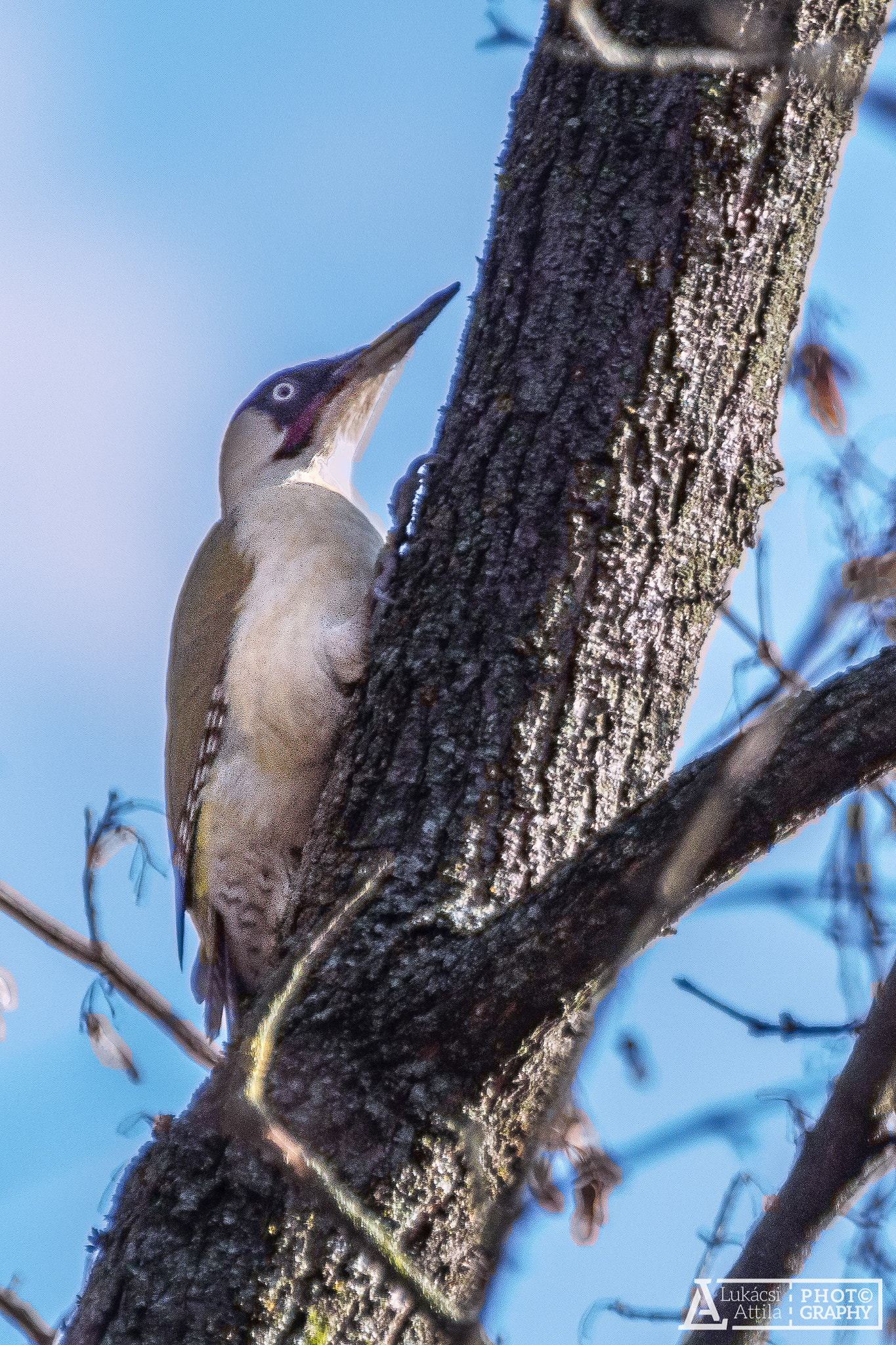 Olympus Zuiko Digital ED 70-300mm F4.0-5.6 sample photo. European green woodpecker photography