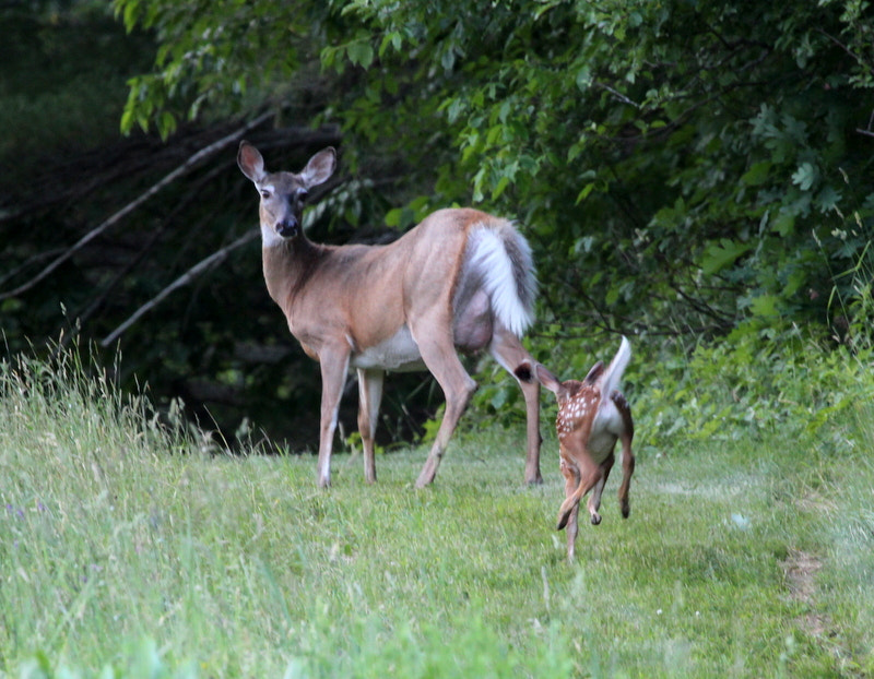 Canon EF 100-400mm F4.5-5.6L IS USM sample photo. Mom and baby photography